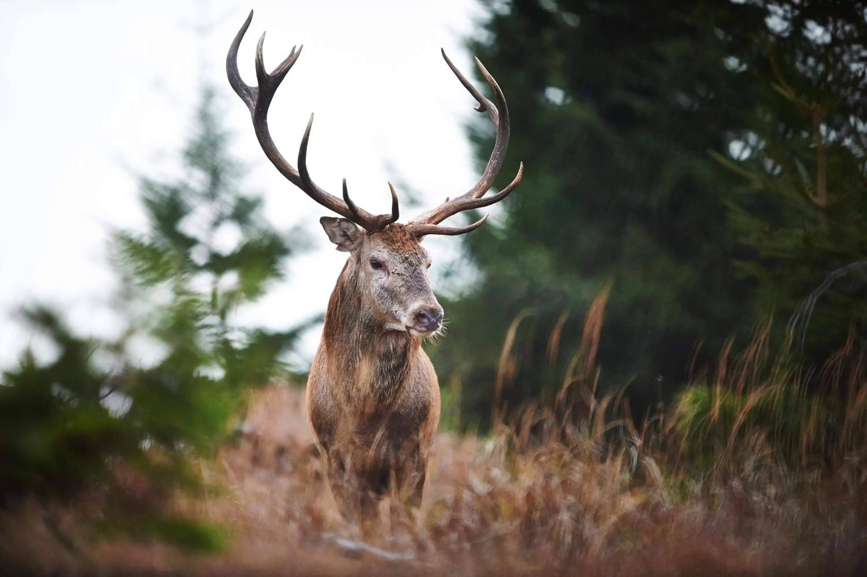 Animals in Rehwinkel