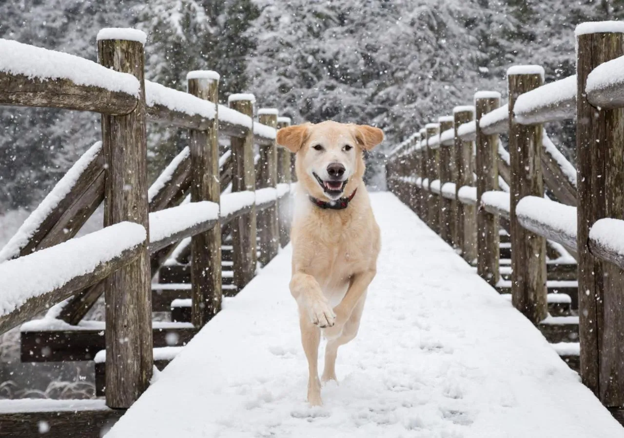 Winter in SaffronStays Glasshouse Celeste, Ranikhet - luxurious glass villa with breathtaking views