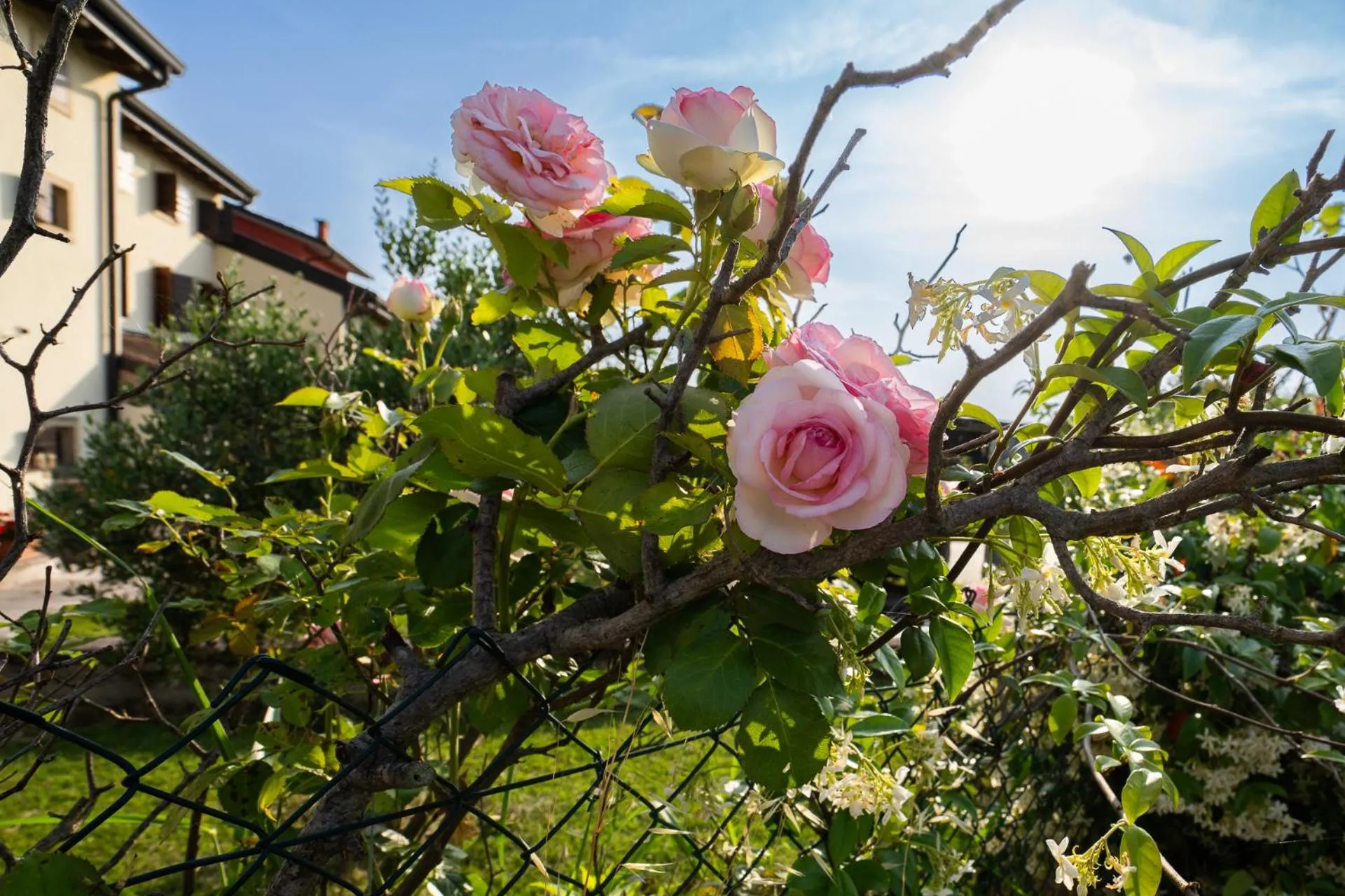 Garden view in Agriturismo Al Tralcio