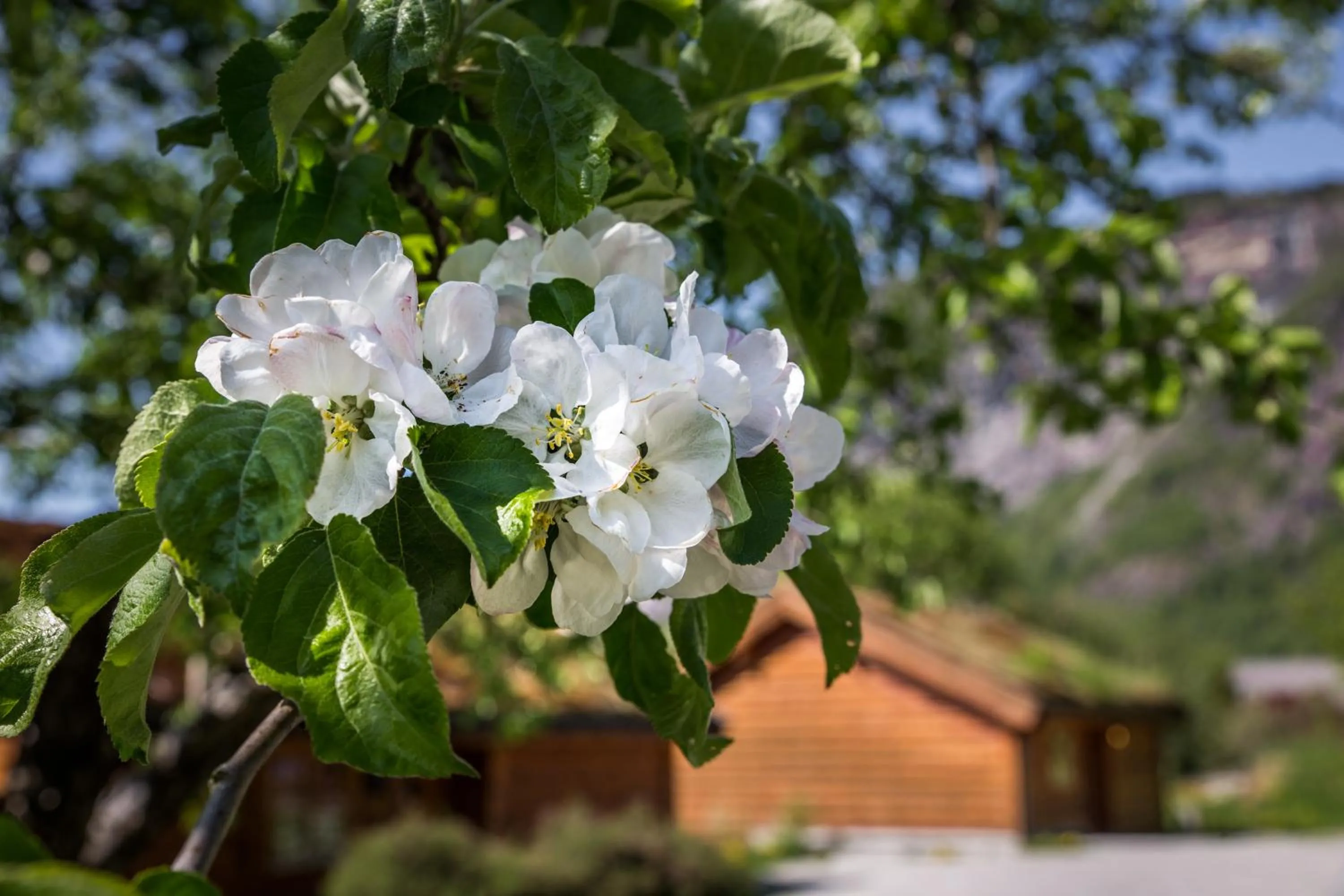 Spring in Gaupnetunet Hotell og Hytter