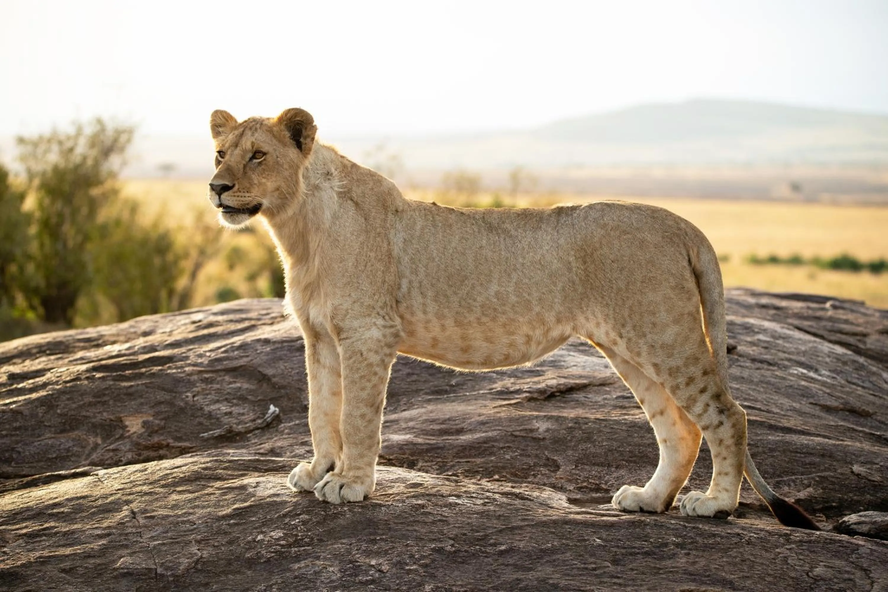 Animals in Elewana Sand River Mara