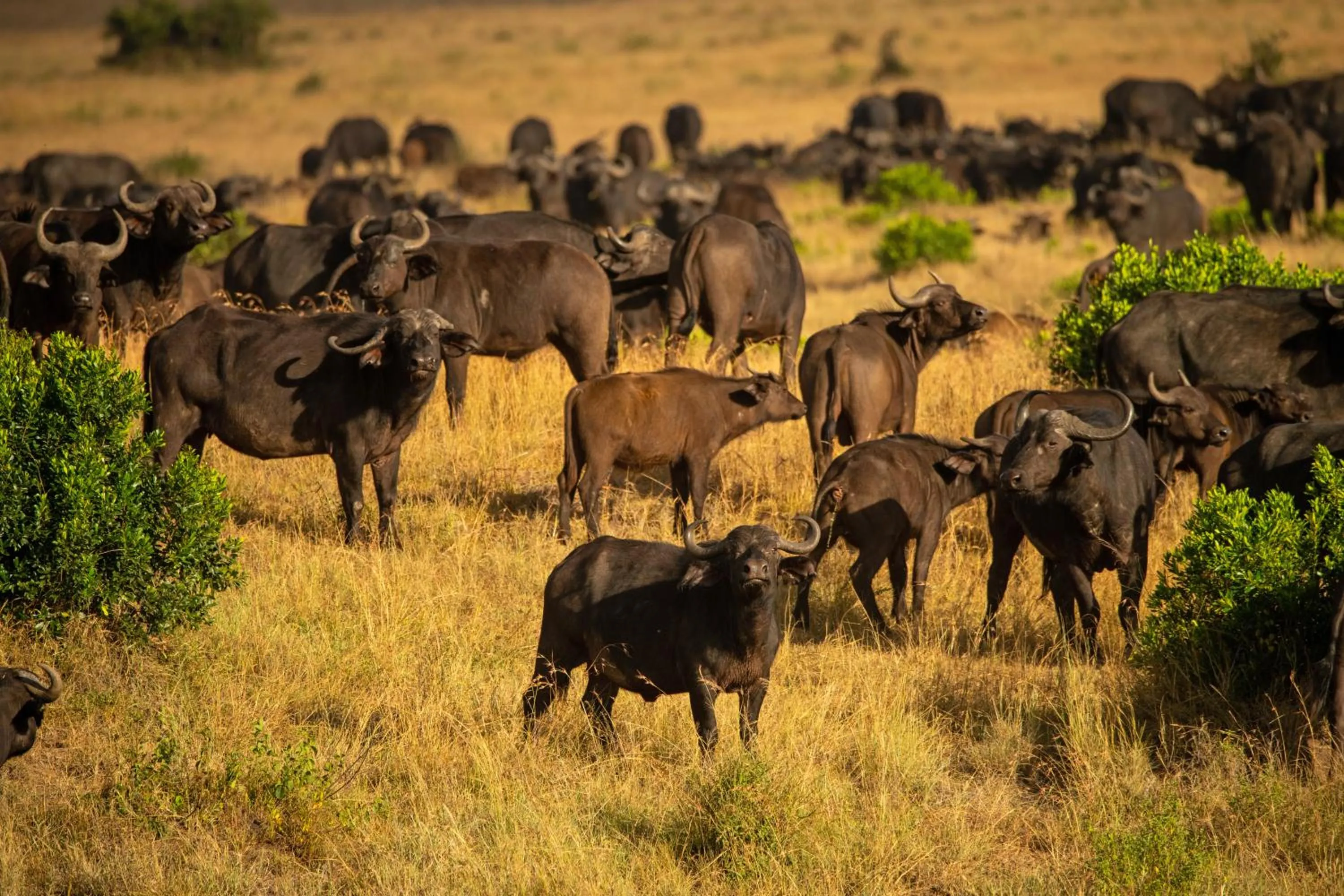 Animals in Elewana Sand River Mara