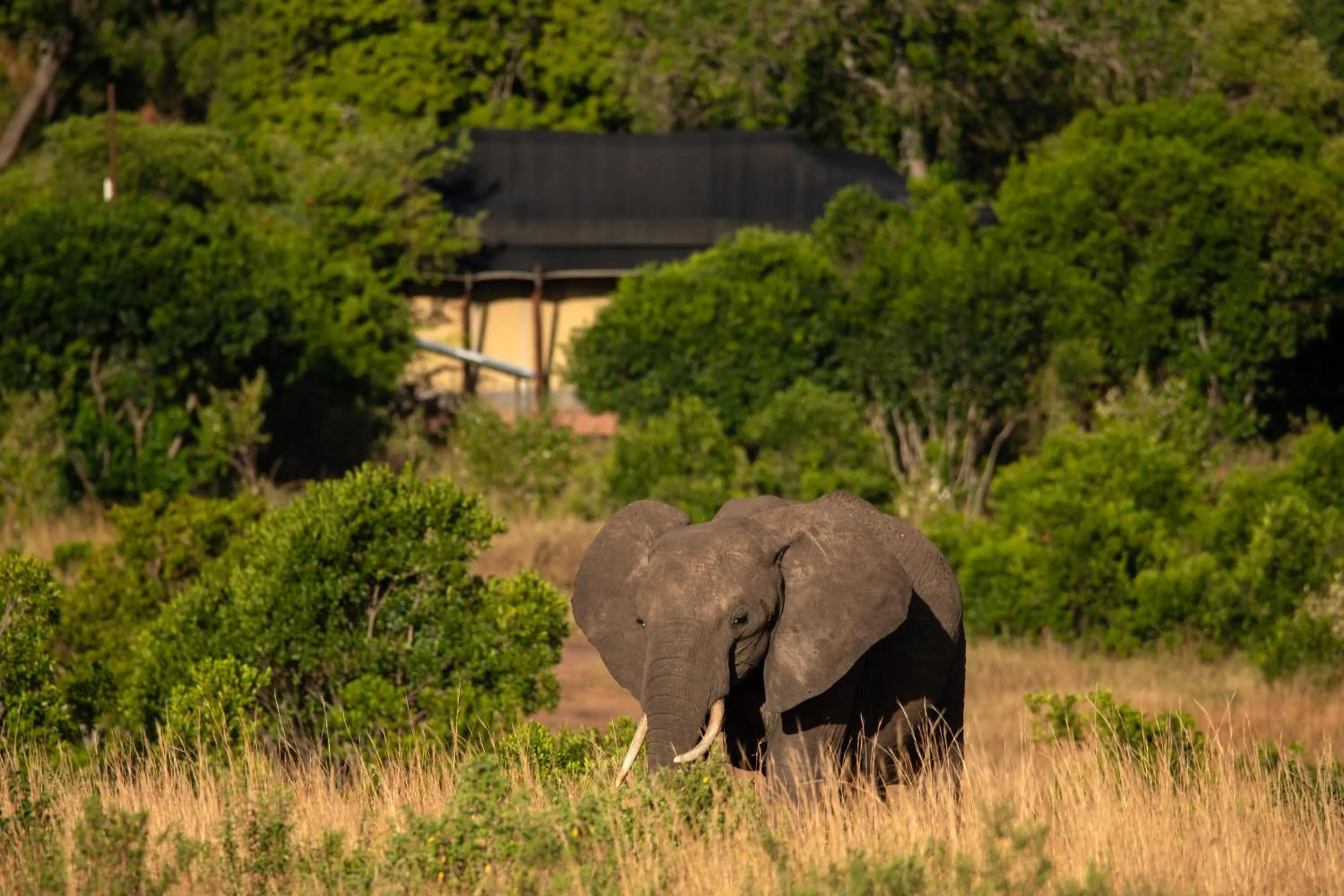 Natural landscape in Elewana Sand River Mara