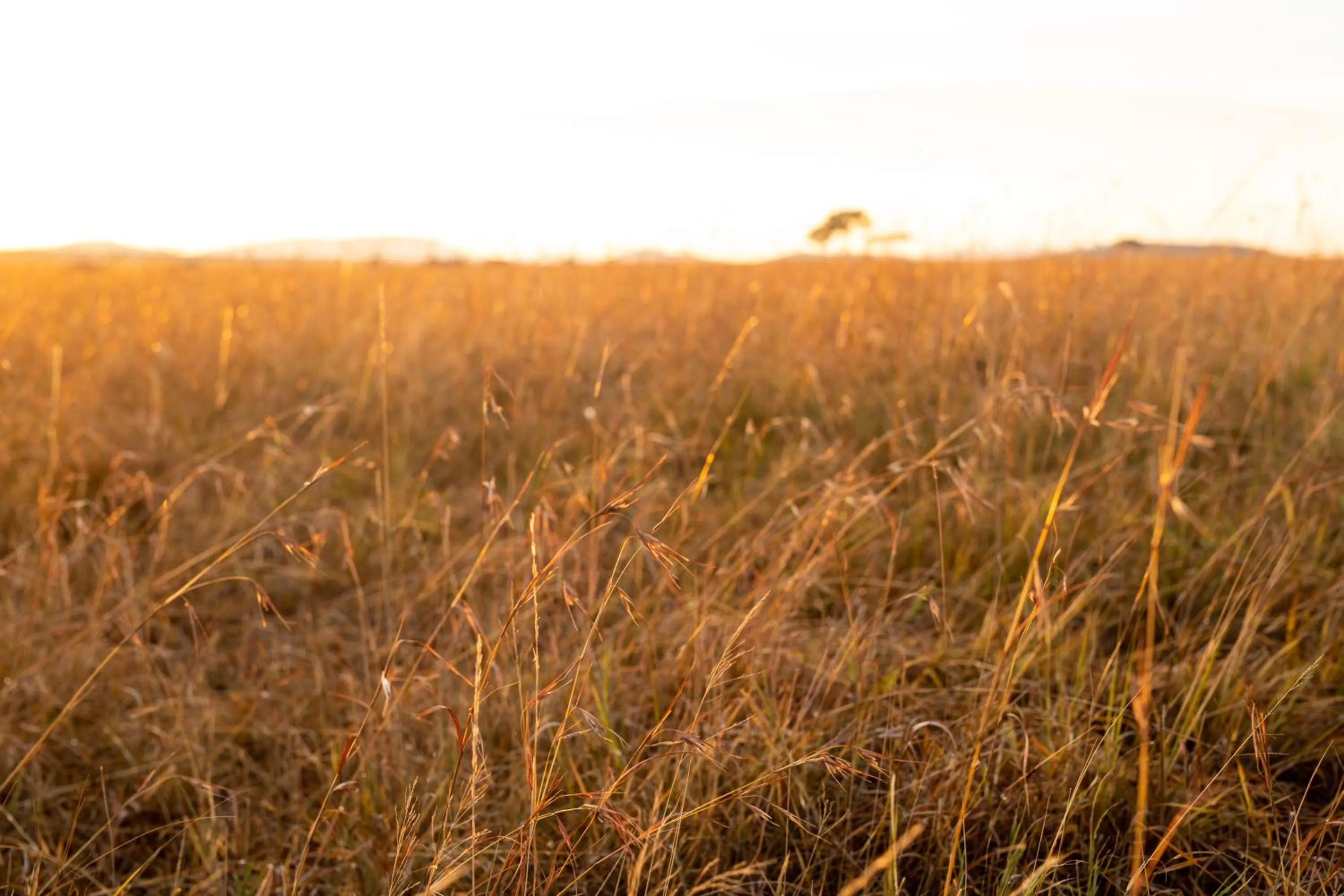 Natural landscape in Elewana Sand River Mara