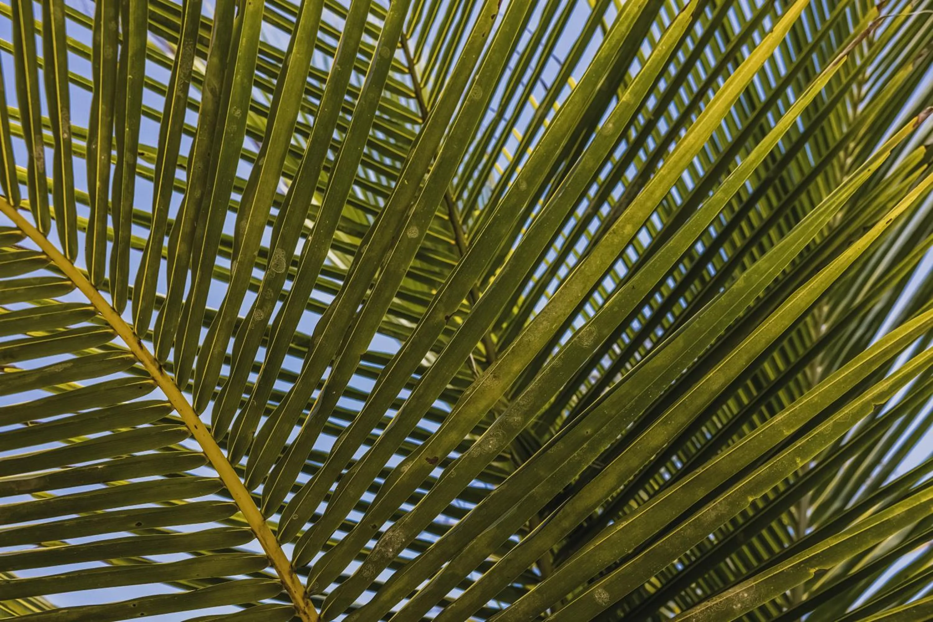 Garden in KA BRU 1100 Boutique Hotel