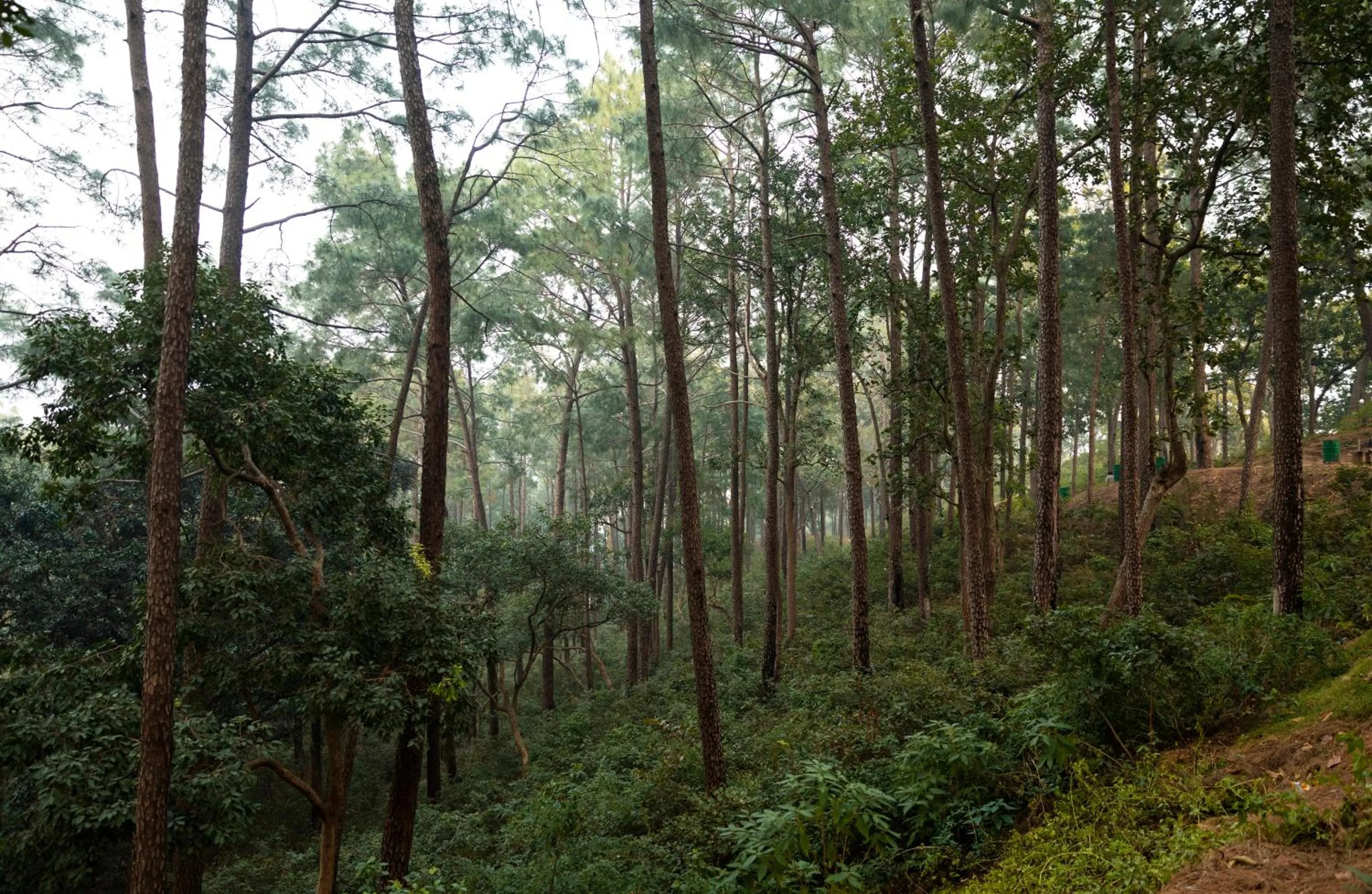 Natural landscape in Seclude Nahan, Bantony Cottage