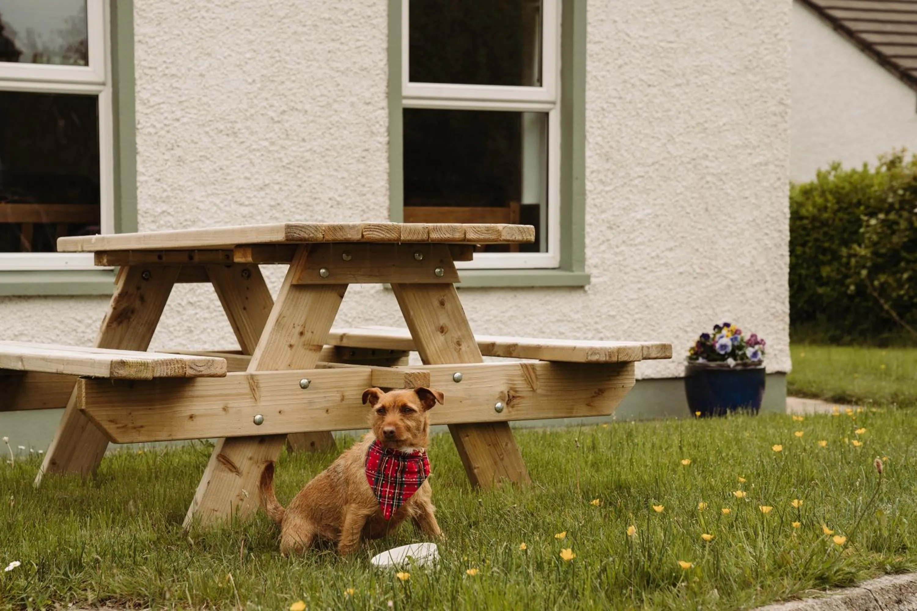 Pets in Donegal Estuary Holiday Homes