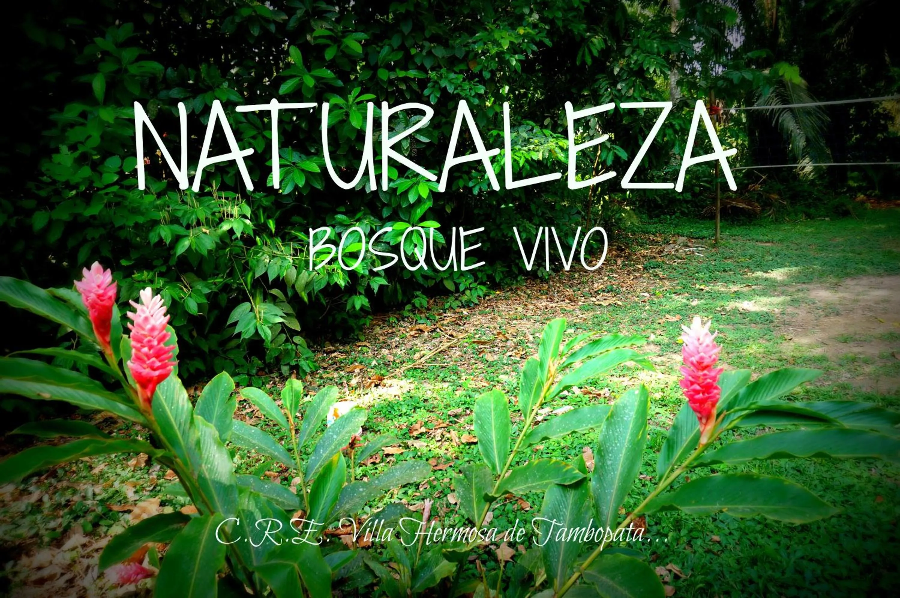 Natural landscape in Villa Hermosa de Tambopata Casa Hospedaje & Hostel