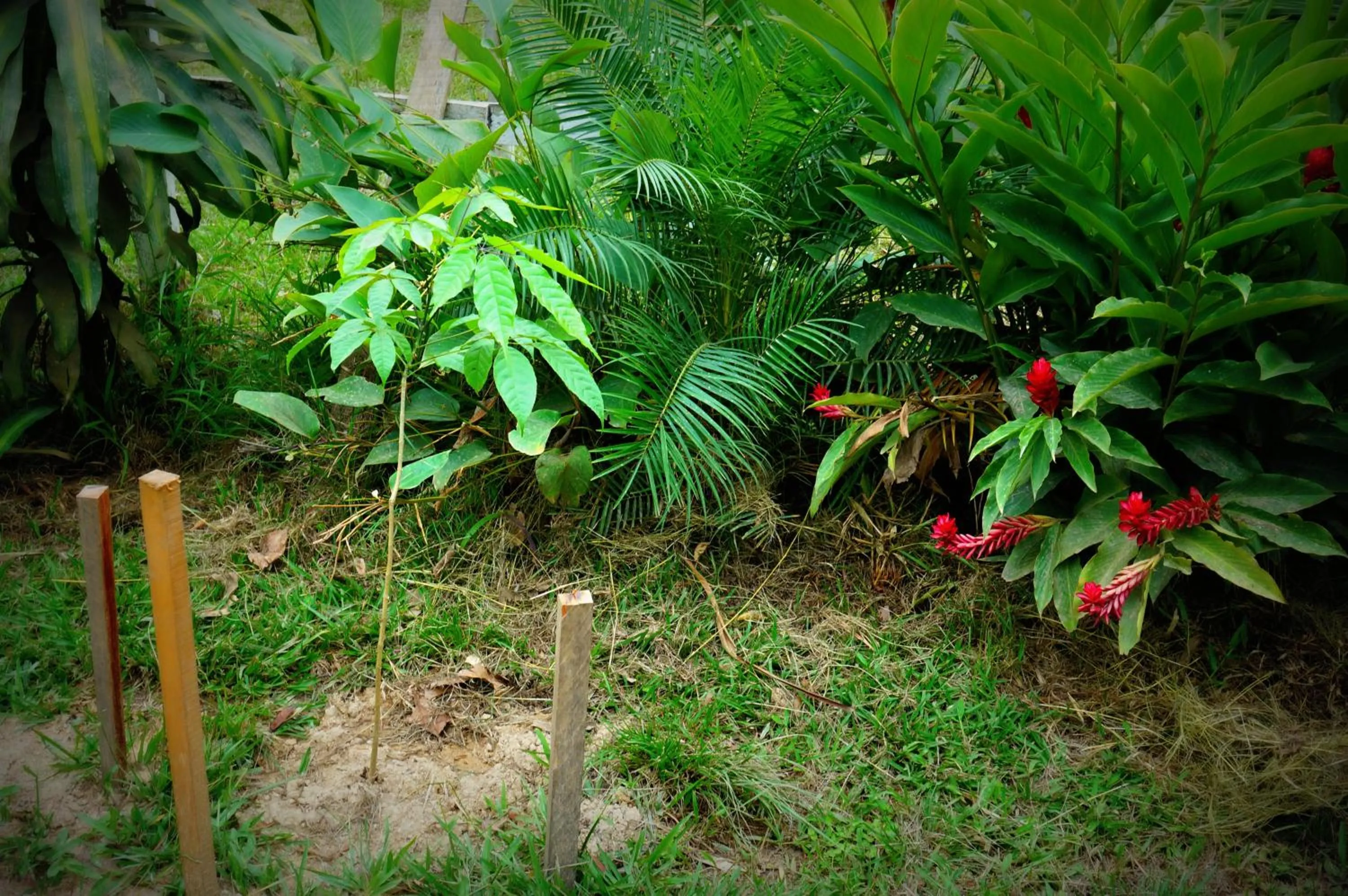 Garden in Villa Hermosa de Tambopata Casa Hospedaje & Hostel