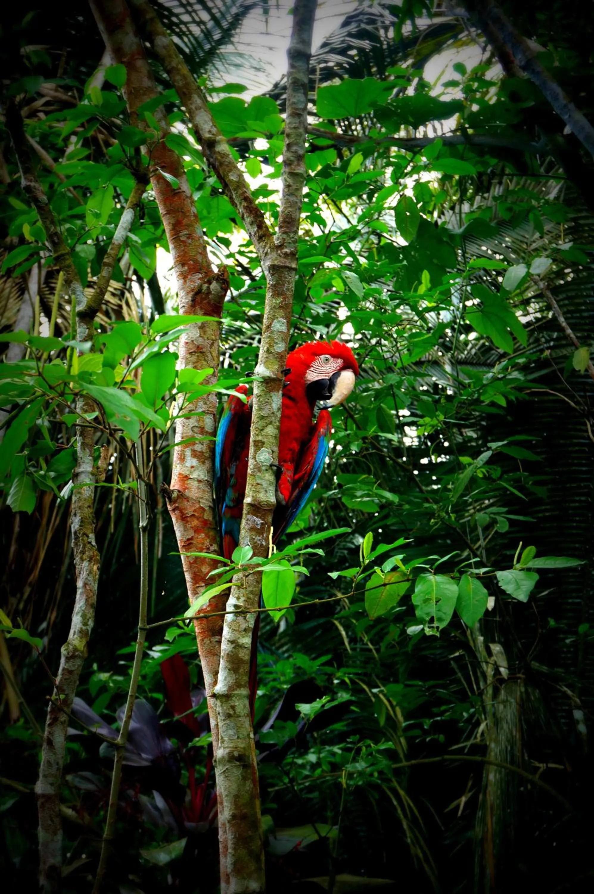 Animals in Villa Hermosa de Tambopata Casa Hospedaje & Hostel