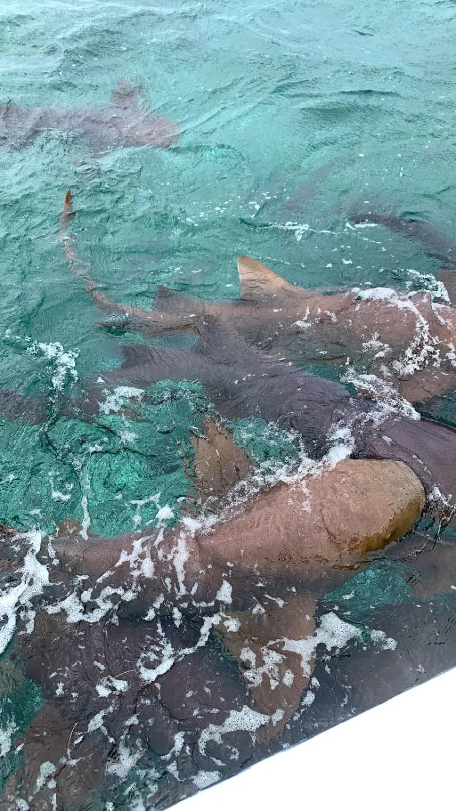 Activities in Tropical Paradise