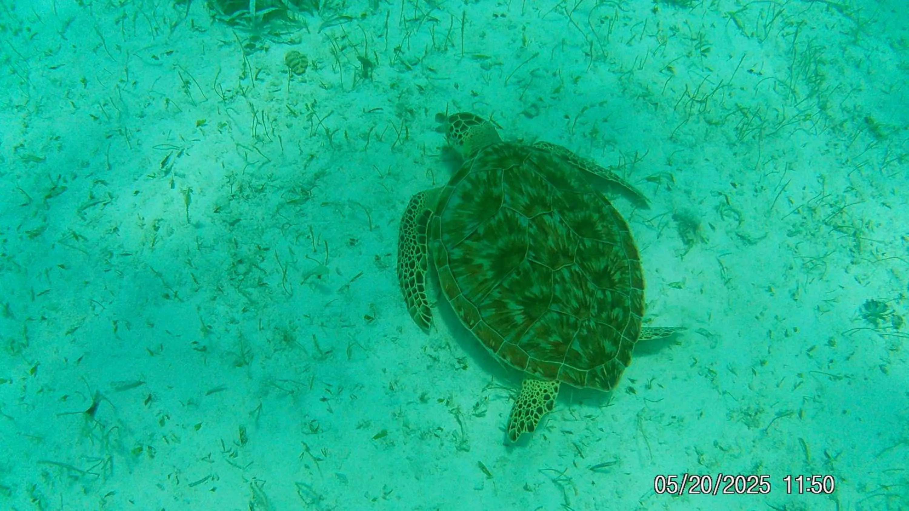 Activities in Tropical Paradise