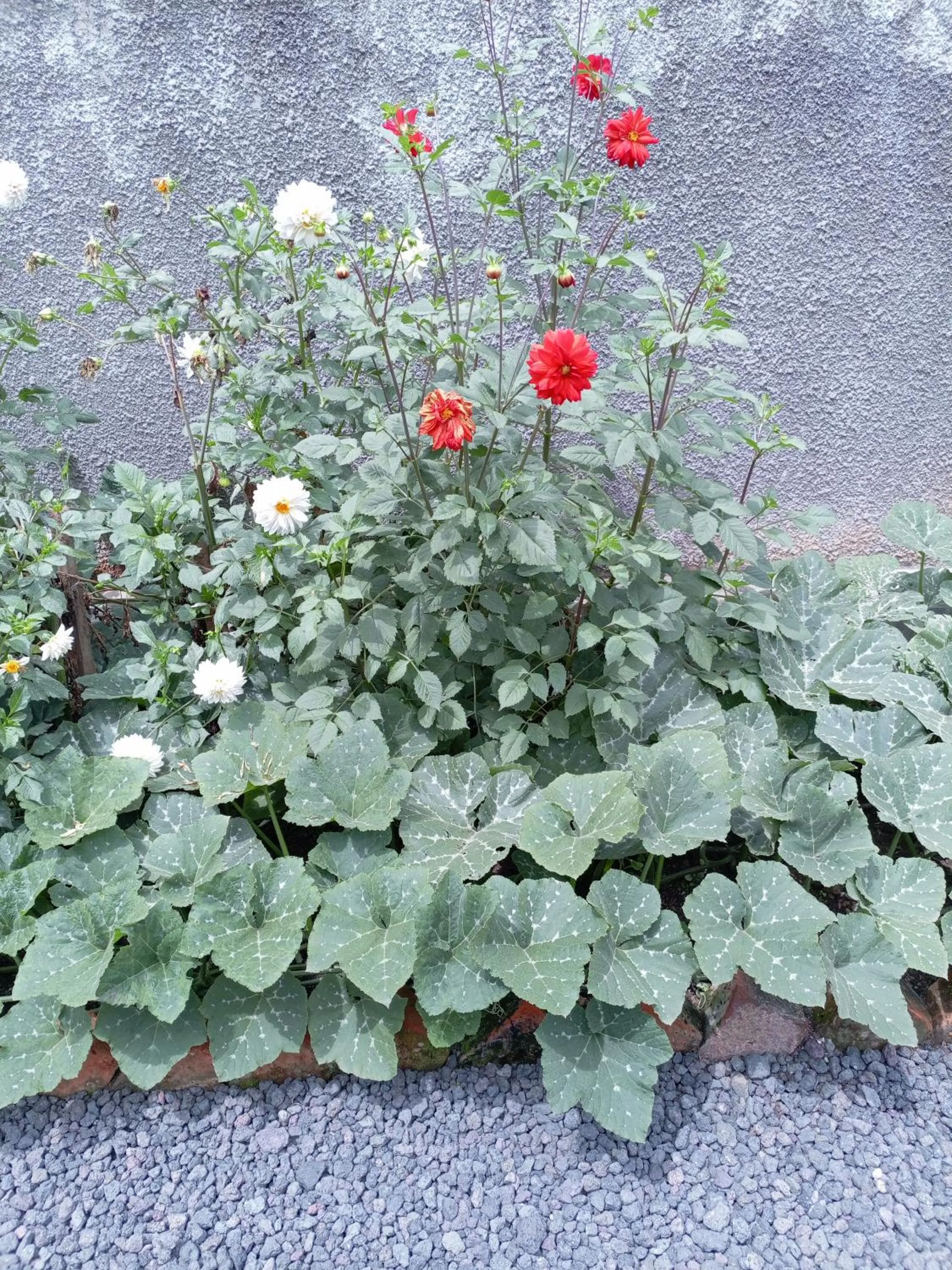 Garden in Agape House Kisoro
