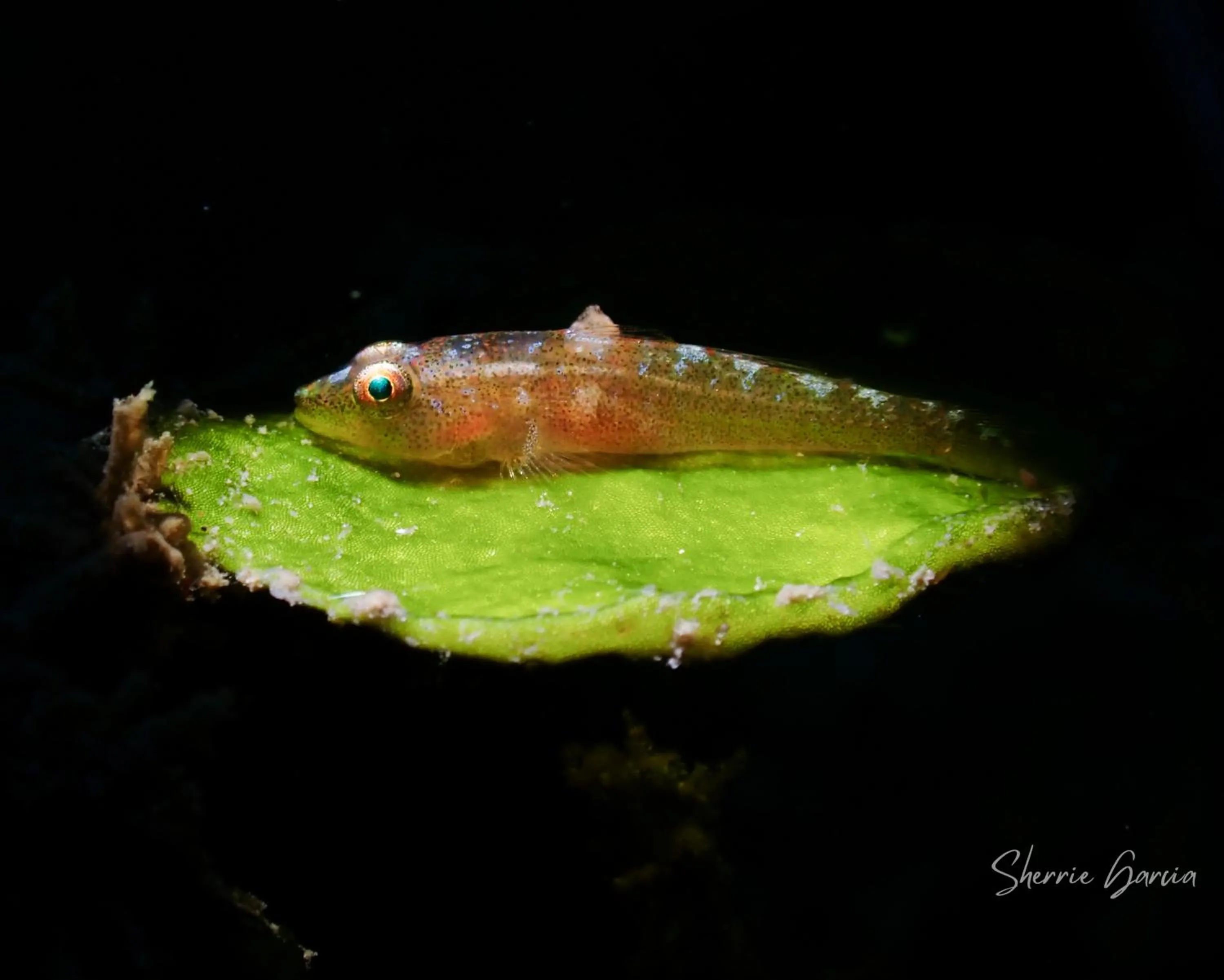 Diving in Casalay Boutique Villas & Dive