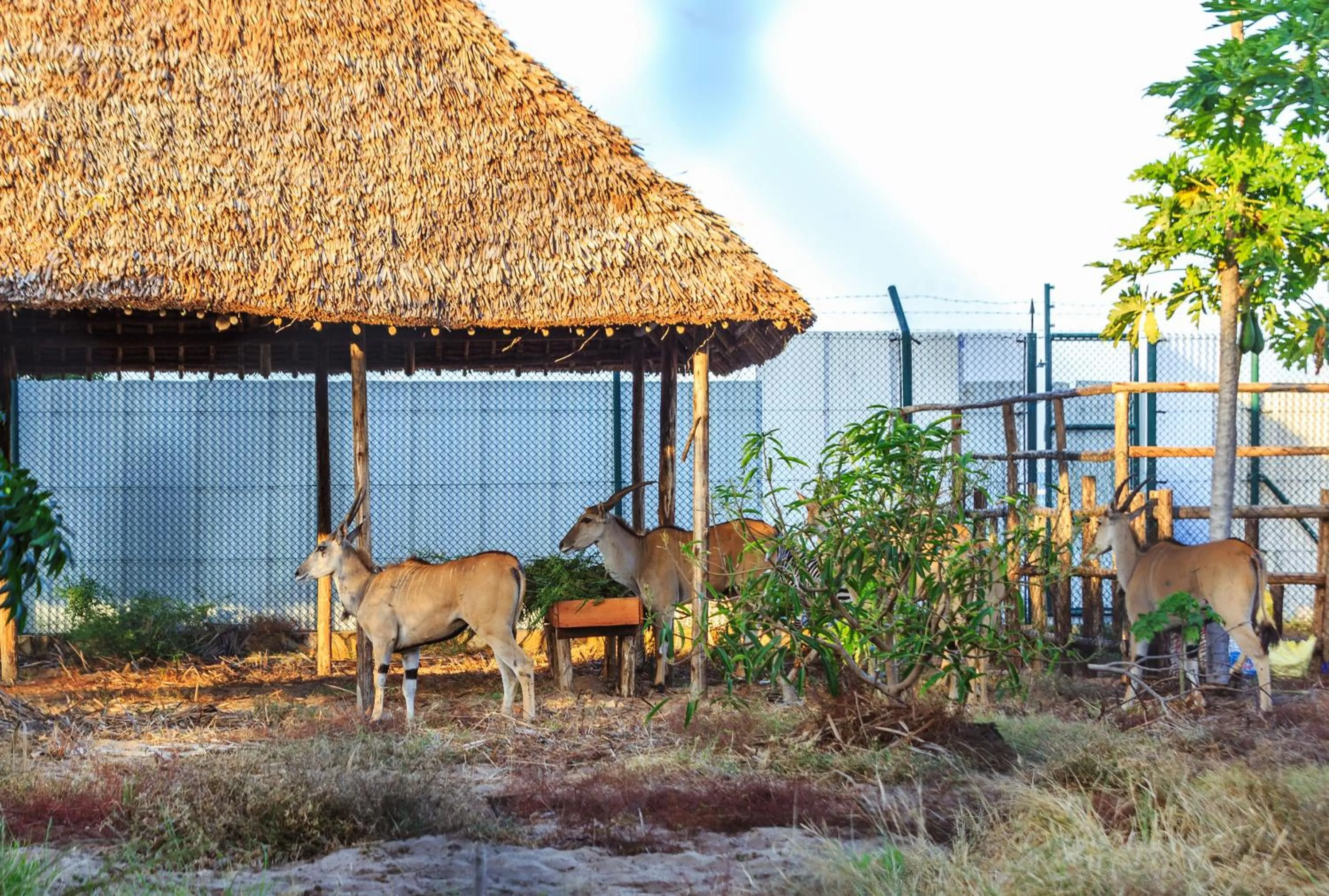 Garden in Aya Sophia Villa Garden Hotel