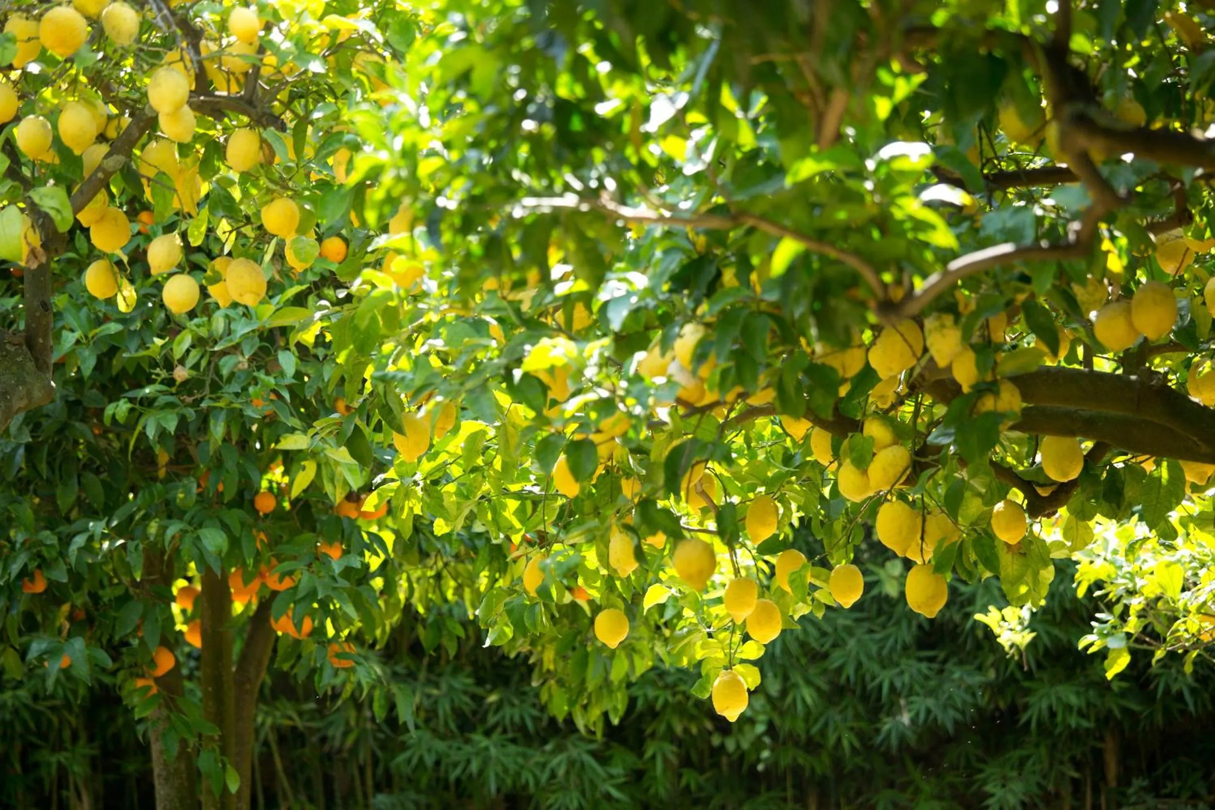 Facade/entrance in Boutique Hotel Casa Mariantonia