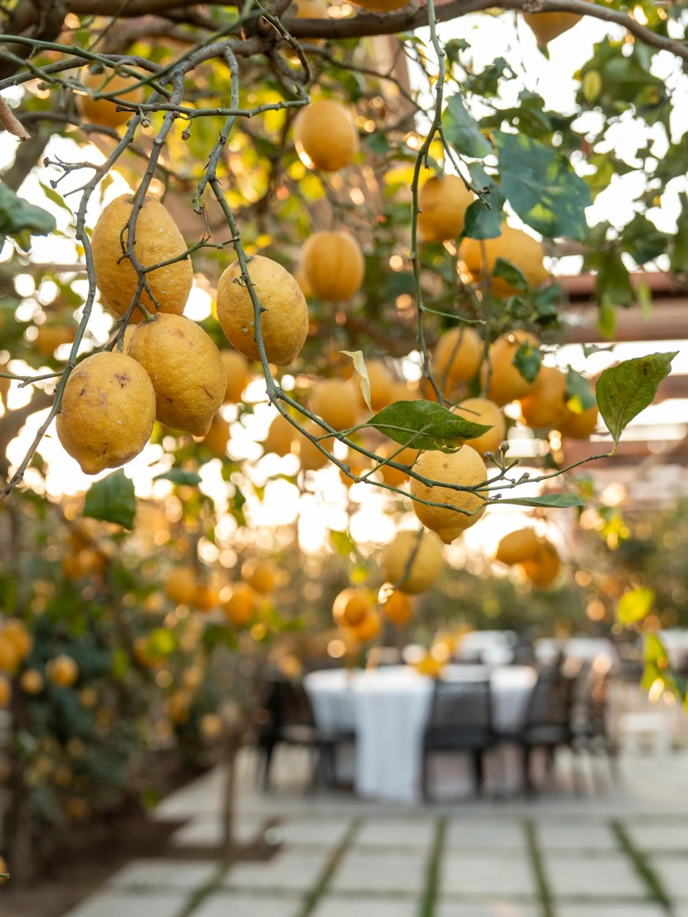 Restaurant/places to eat in Boutique Hotel Casa Mariantonia