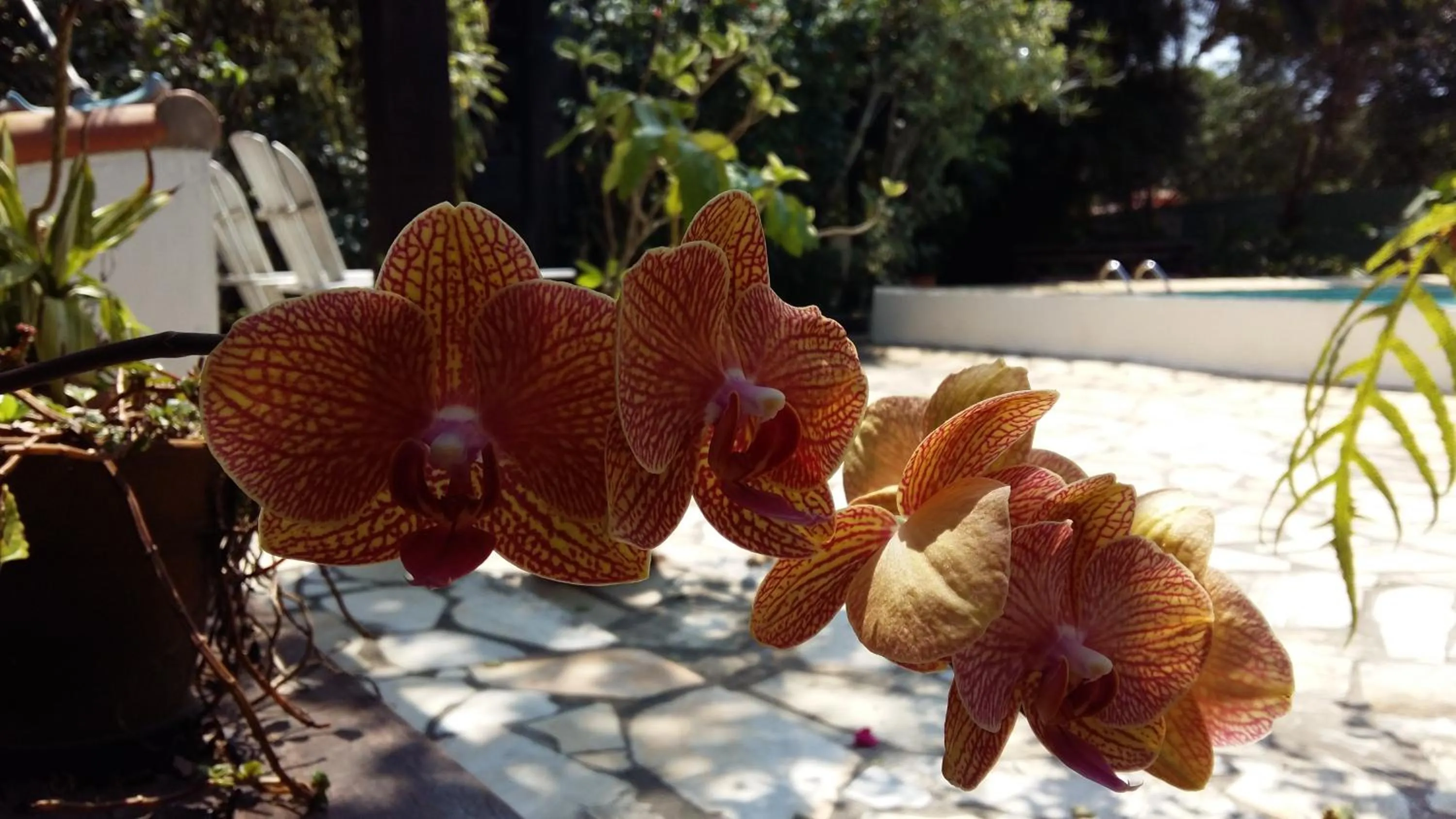 Garden in Pousada Alicia