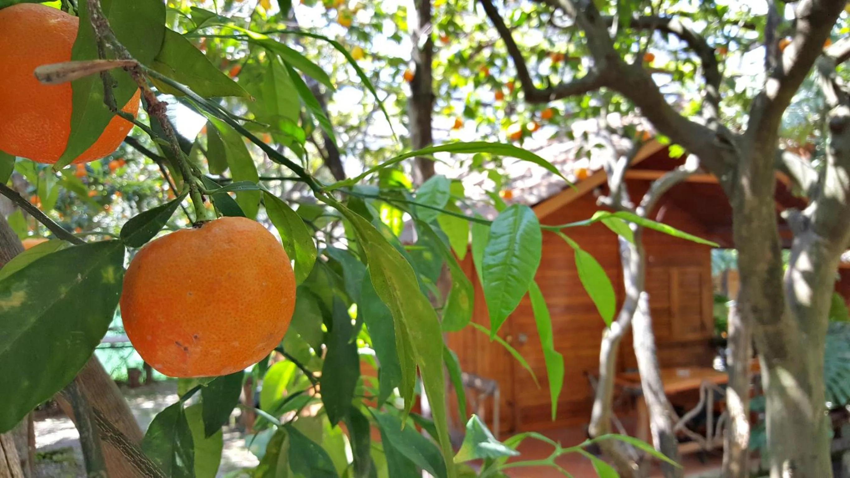 Garden view in Residence Villaggio Verde