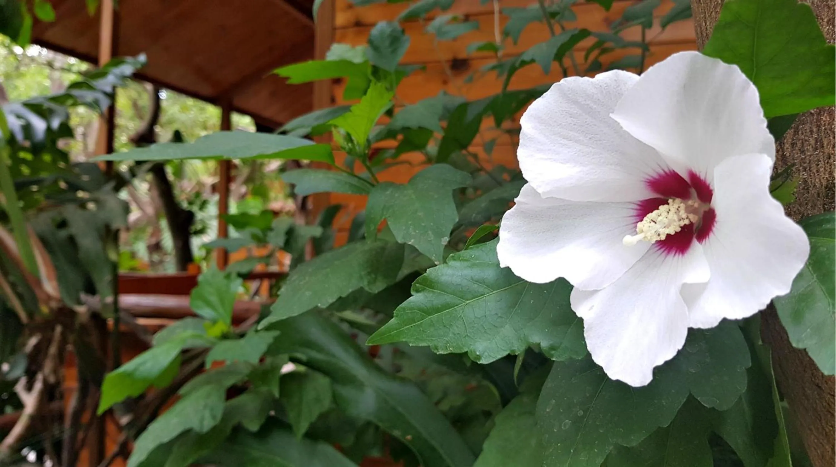 Garden view in Residence Villaggio Verde