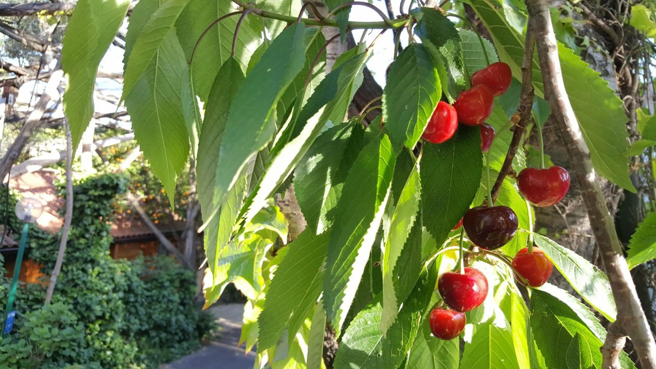 Garden view in Residence Villaggio Verde