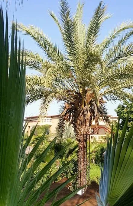 Garden in Weedan Hôtel Marrakech