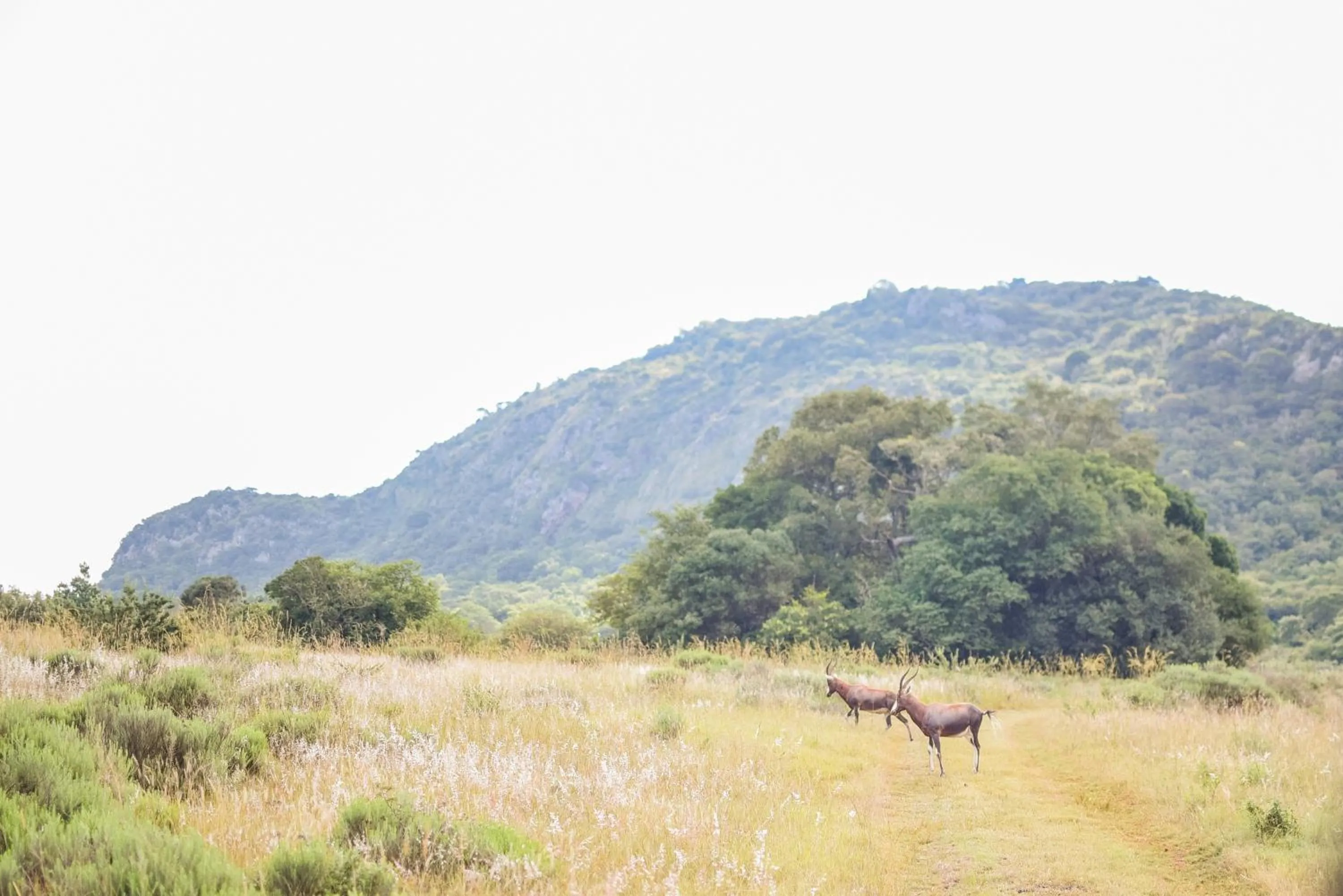 Harnham Mountain Lodge
