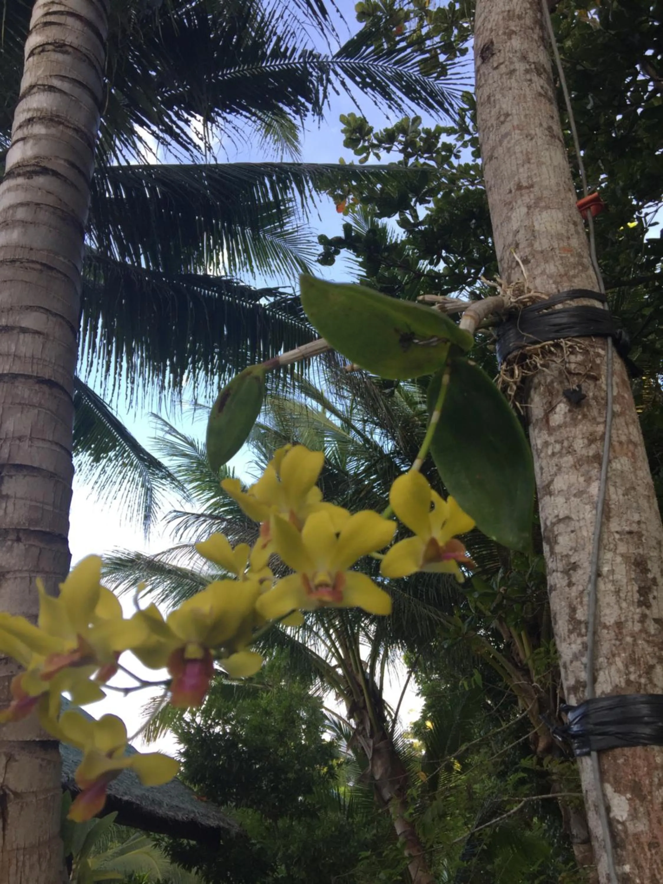 Spring in Lazi Beach Club Resort