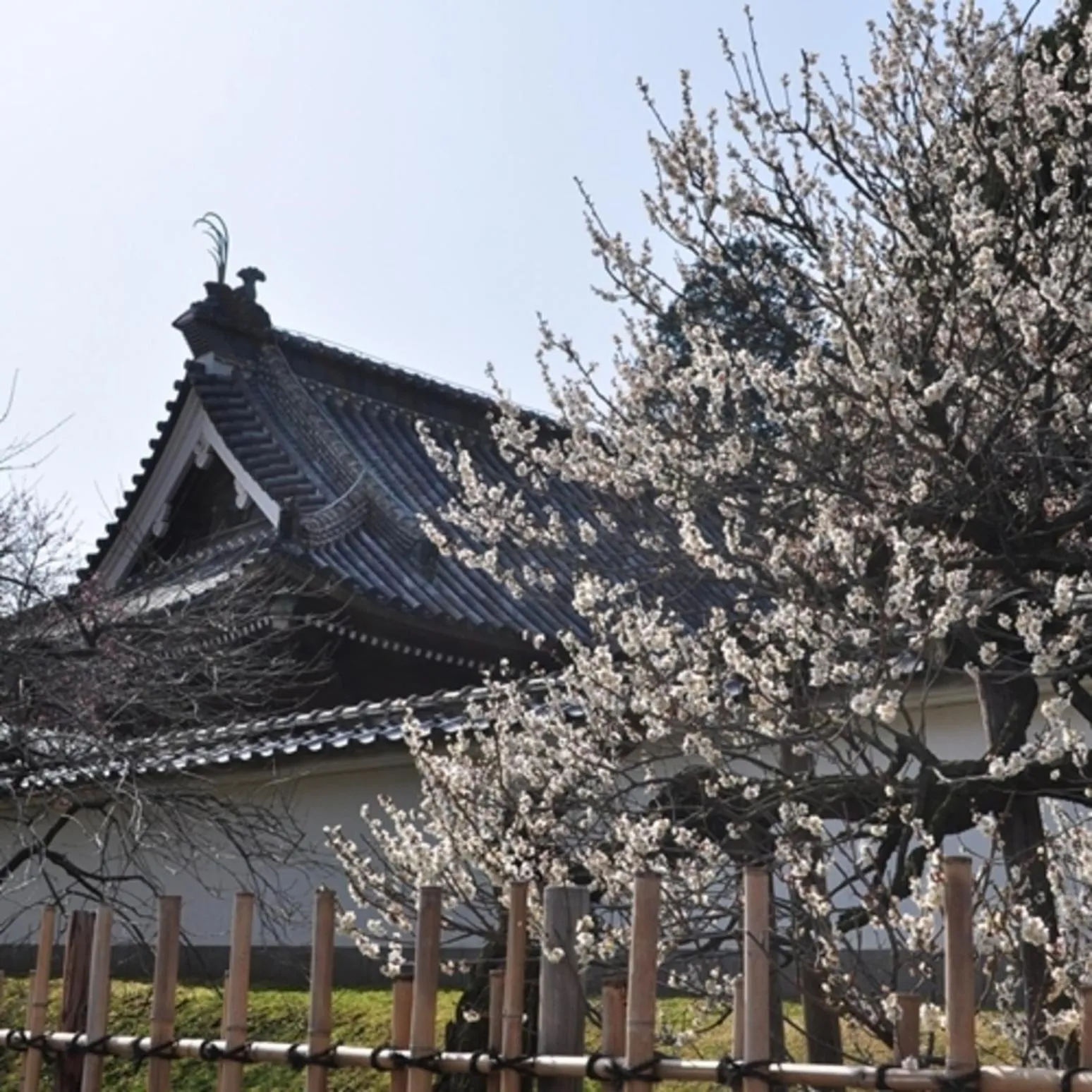 Spring in Mito Sannomaru Hotel