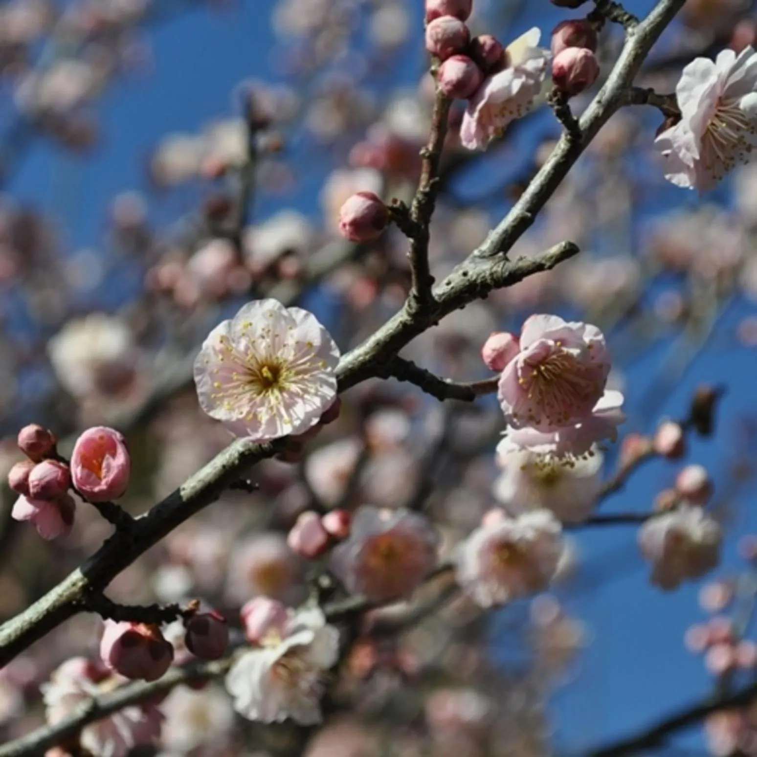 Spring in Mito Sannomaru Hotel