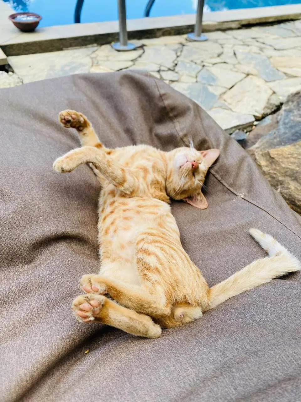 Pets in Awesome Place