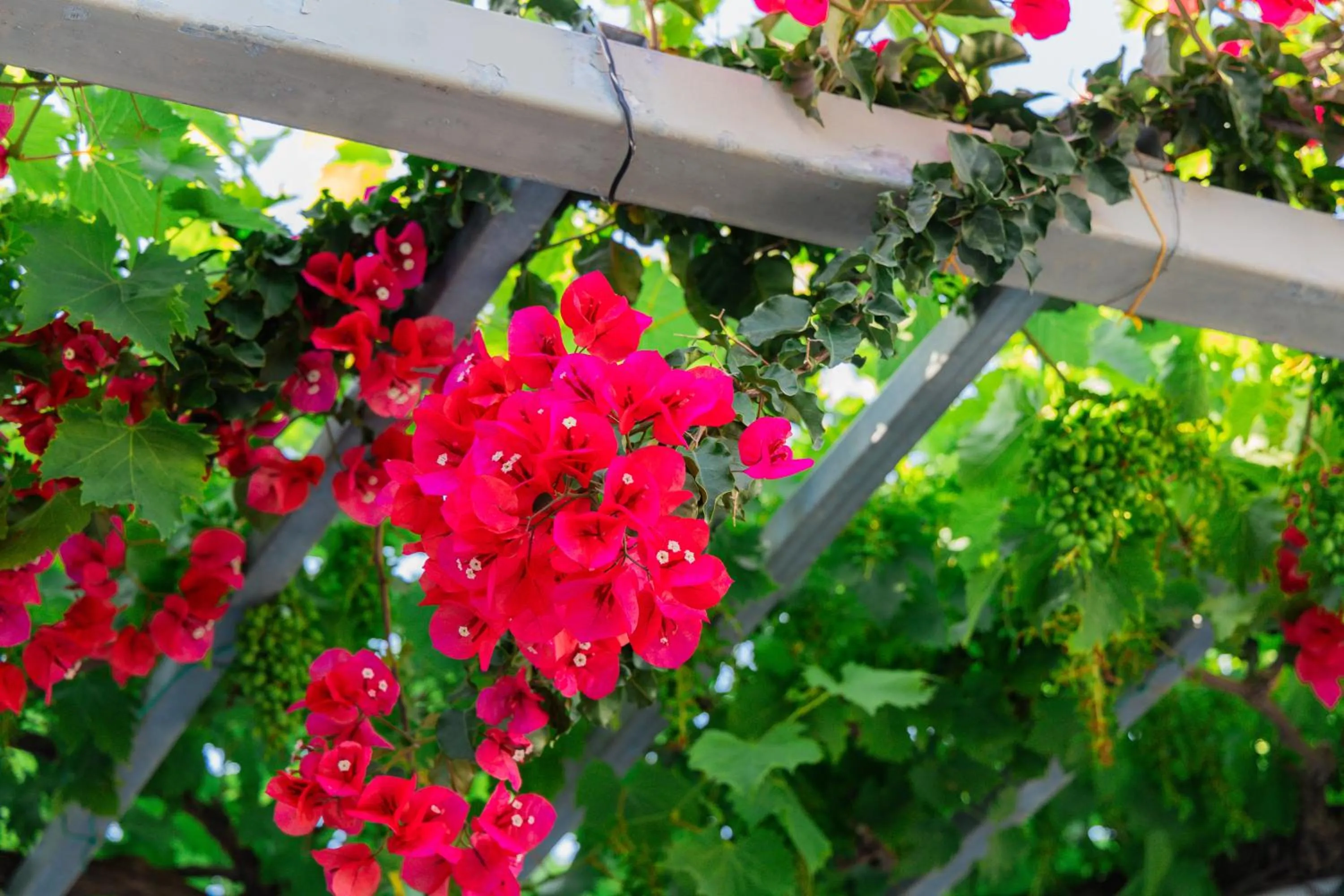 Property building in Sunsea Wellness Resort