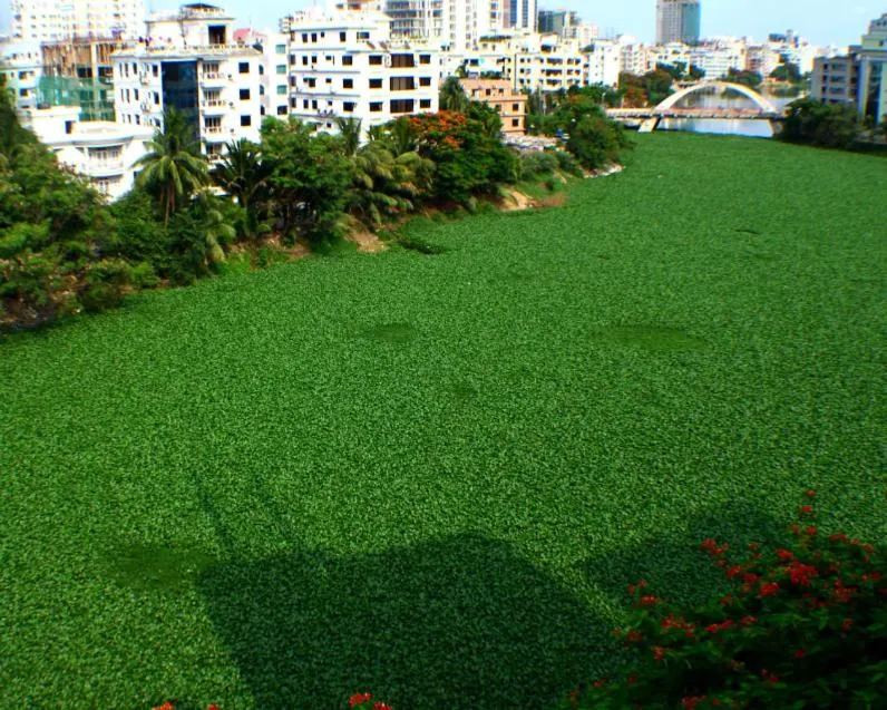 Amazon Lilly Lake View Residence