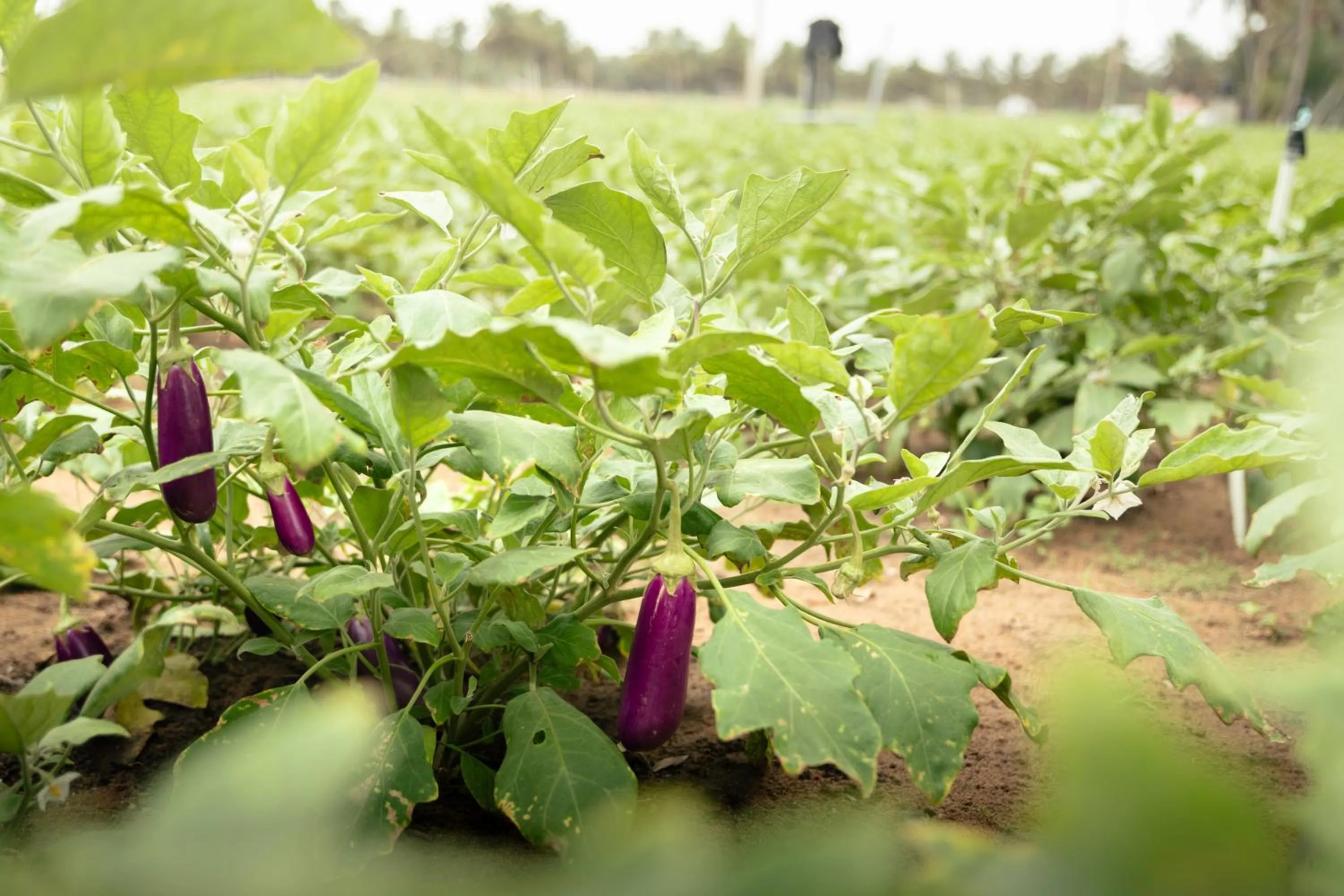 Neighbourhood in Roshanne Beach Resort, Kalpitiya