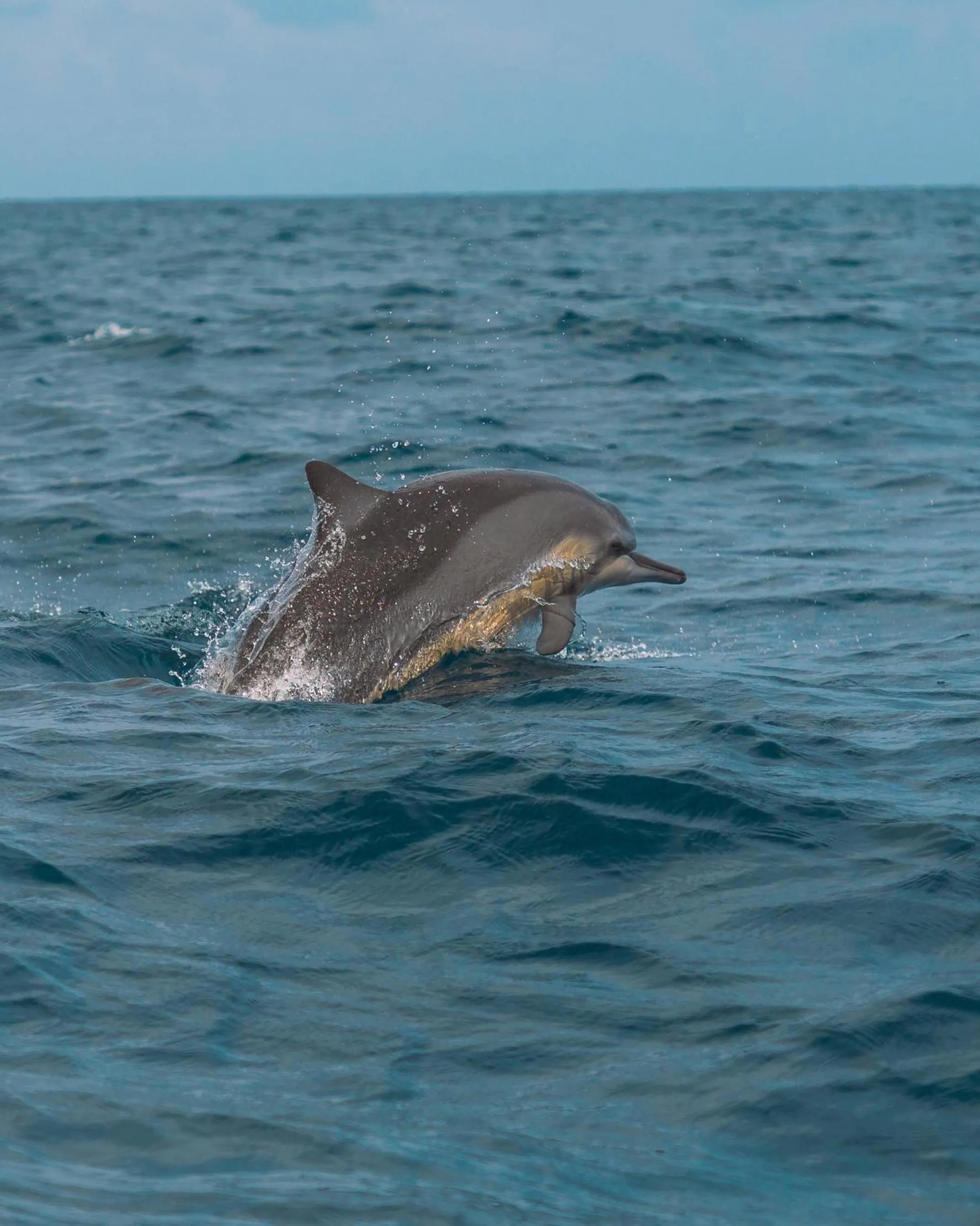Roshanne Beach Resort, Kalpitiya
