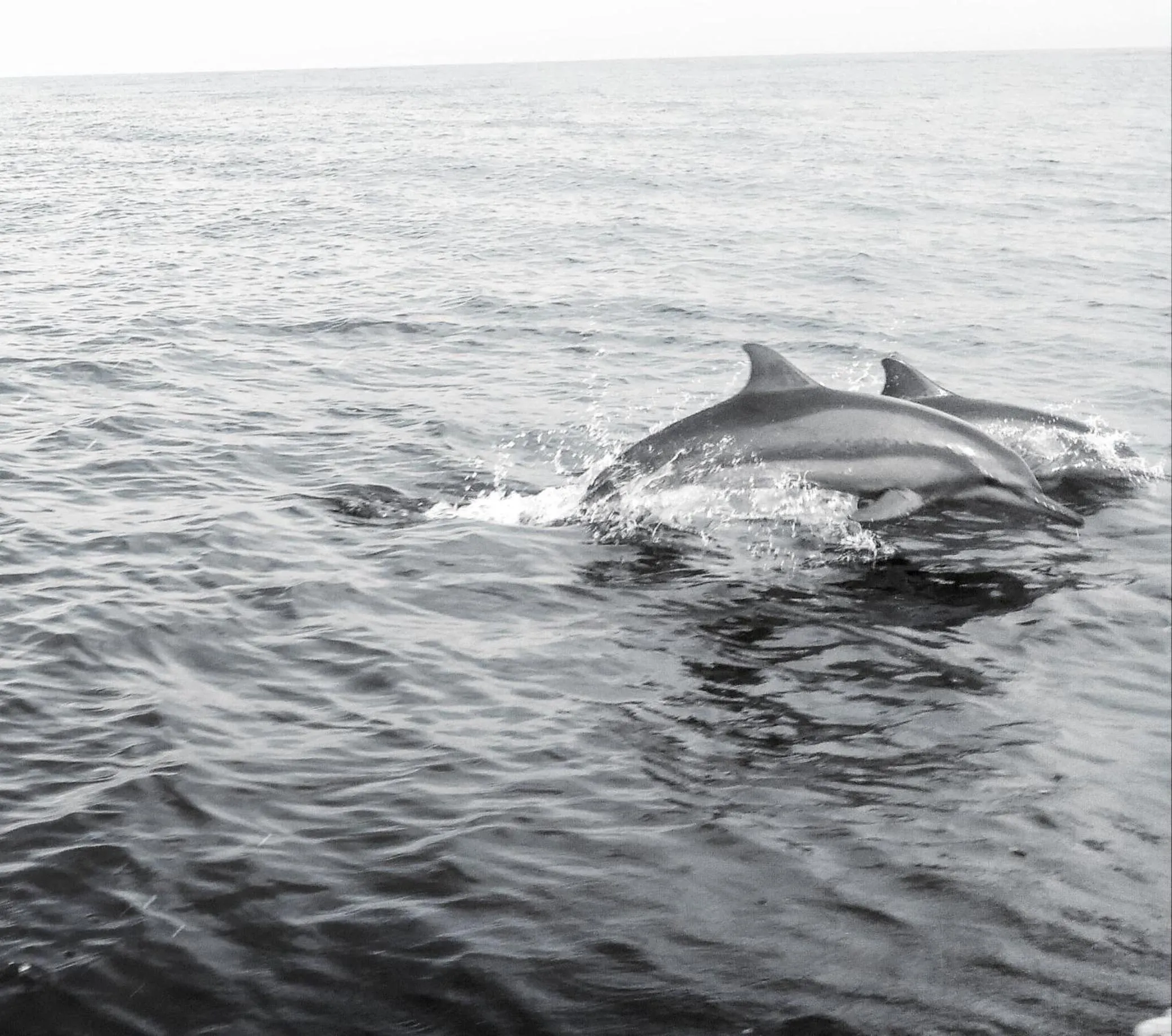 Activities in Roshanne Beach Resort, Kalpitiya