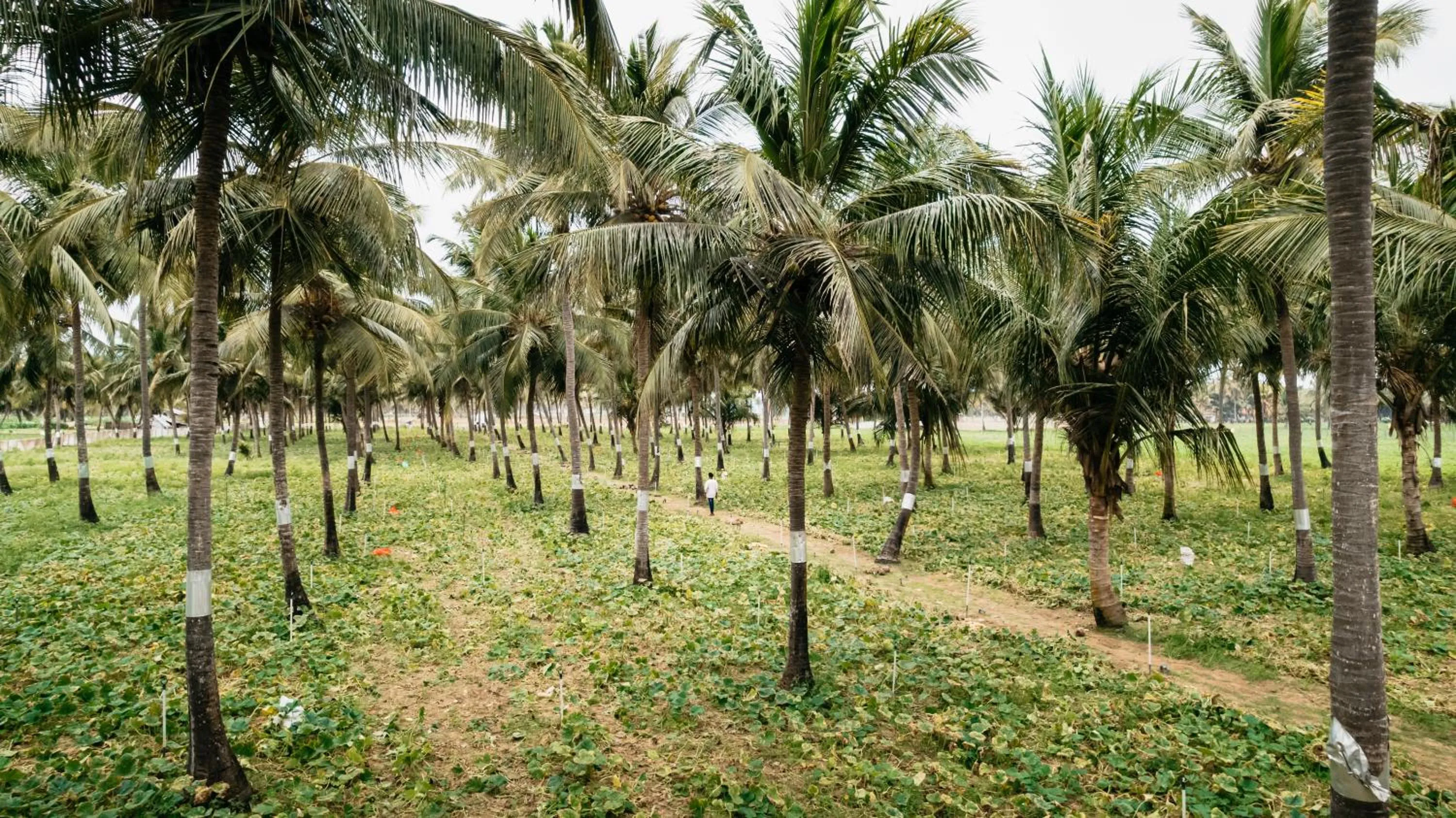 Neighbourhood in Roshanne Beach Resort, Kalpitiya