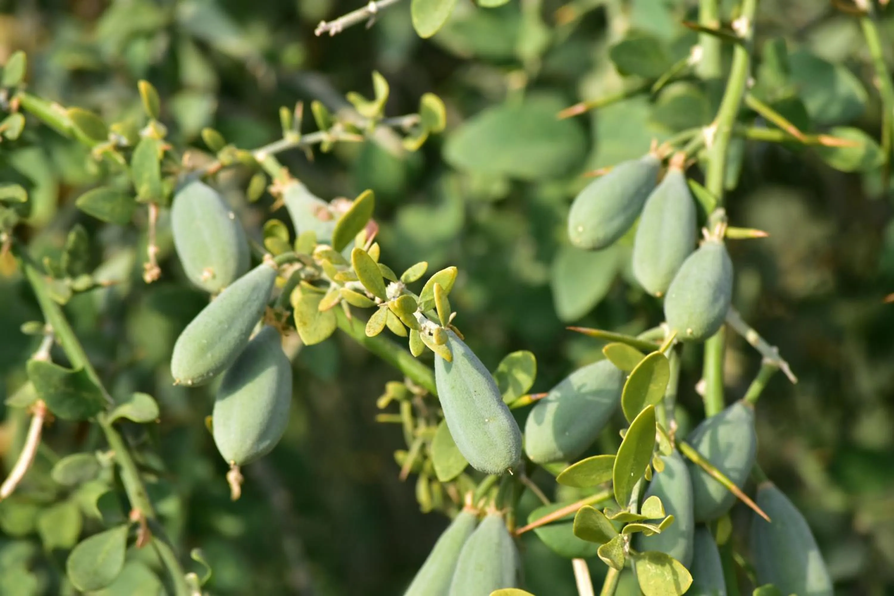 Garden in Wadi Sabarah Lodge