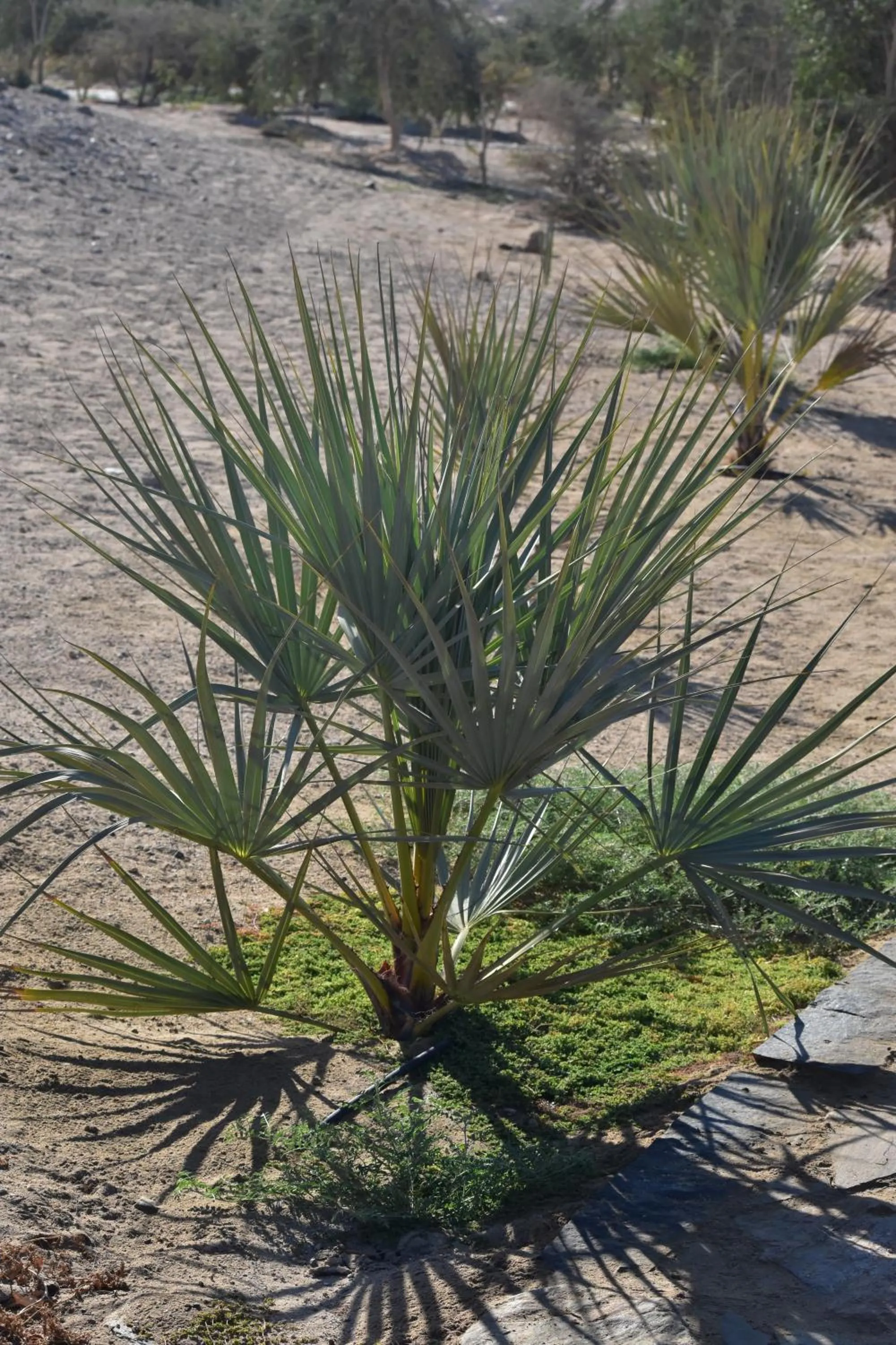 Garden in Wadi Sabarah Lodge