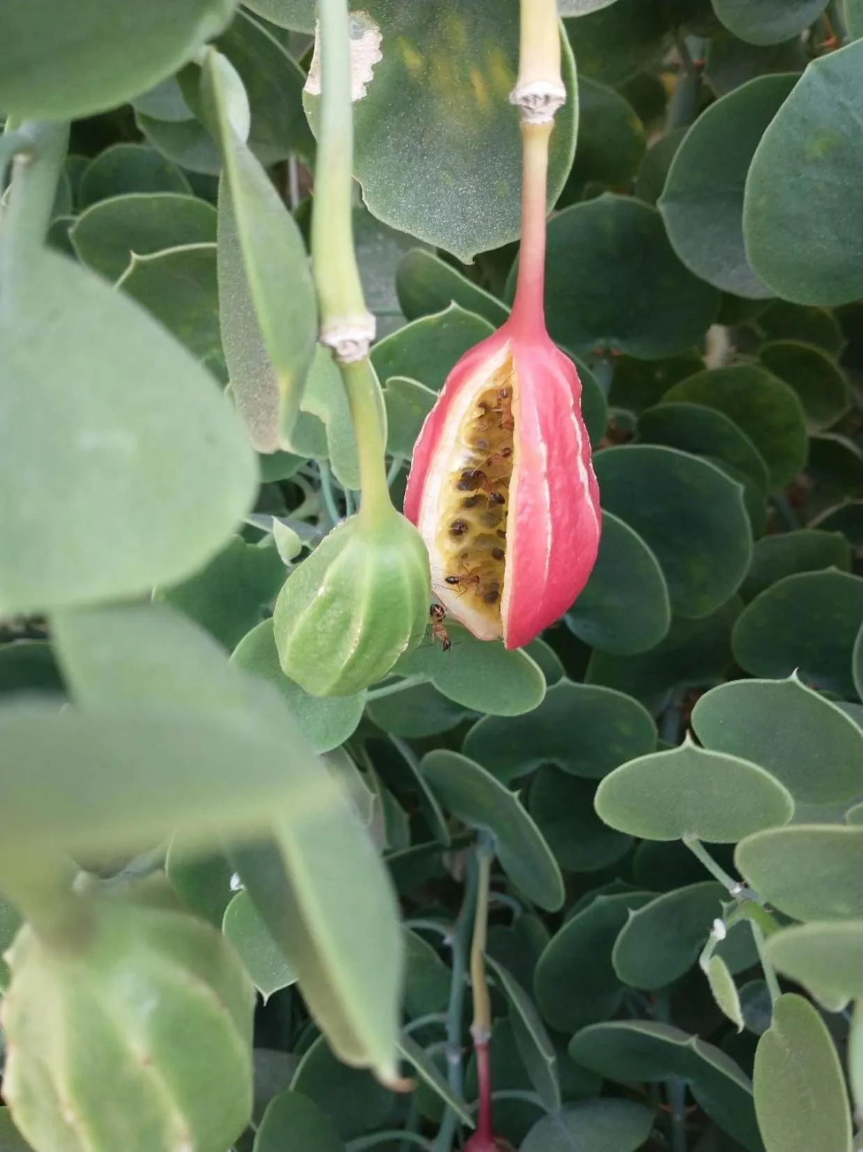 Garden in Wadi Sabarah Lodge
