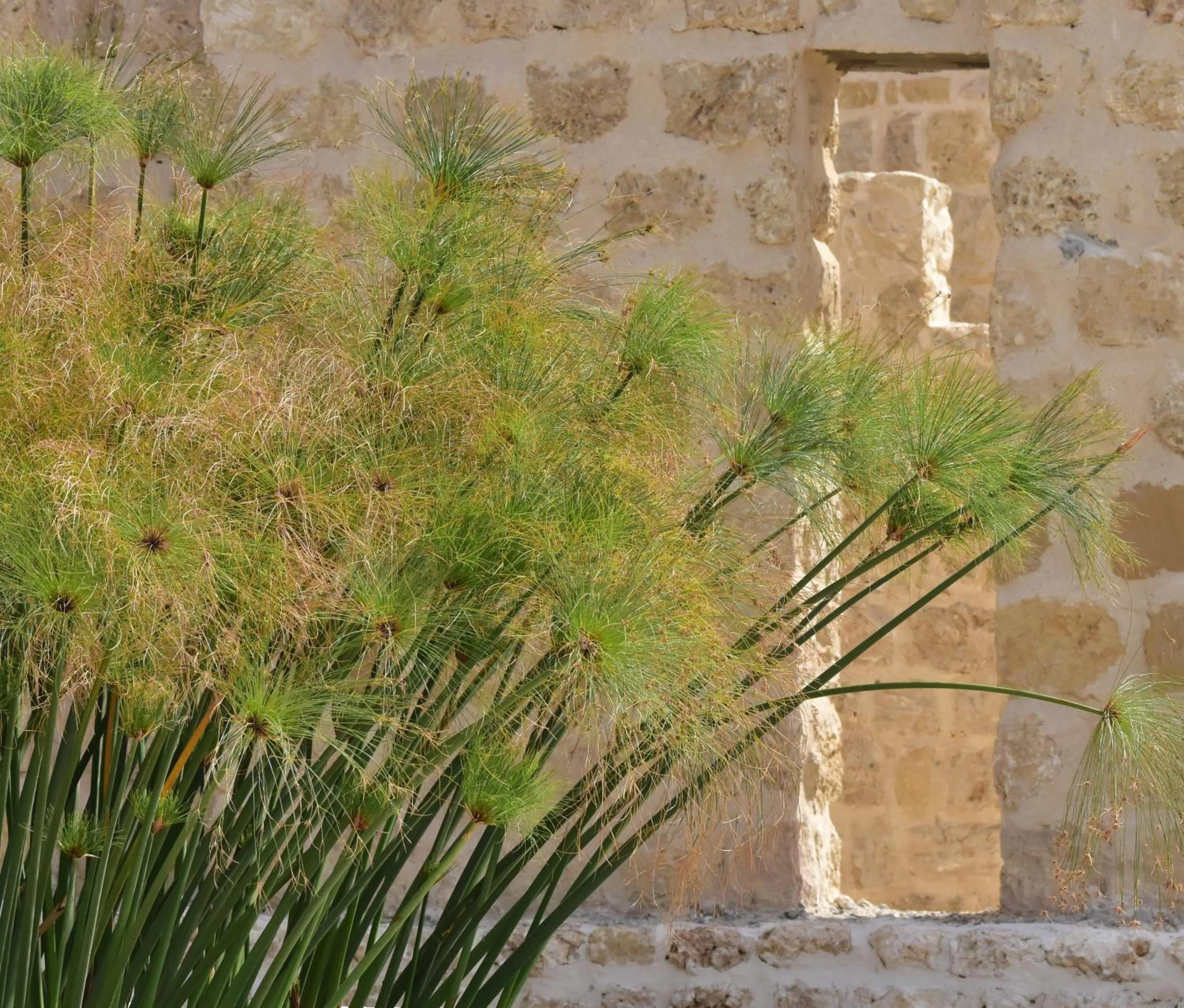 Garden in Wadi Sabarah Lodge