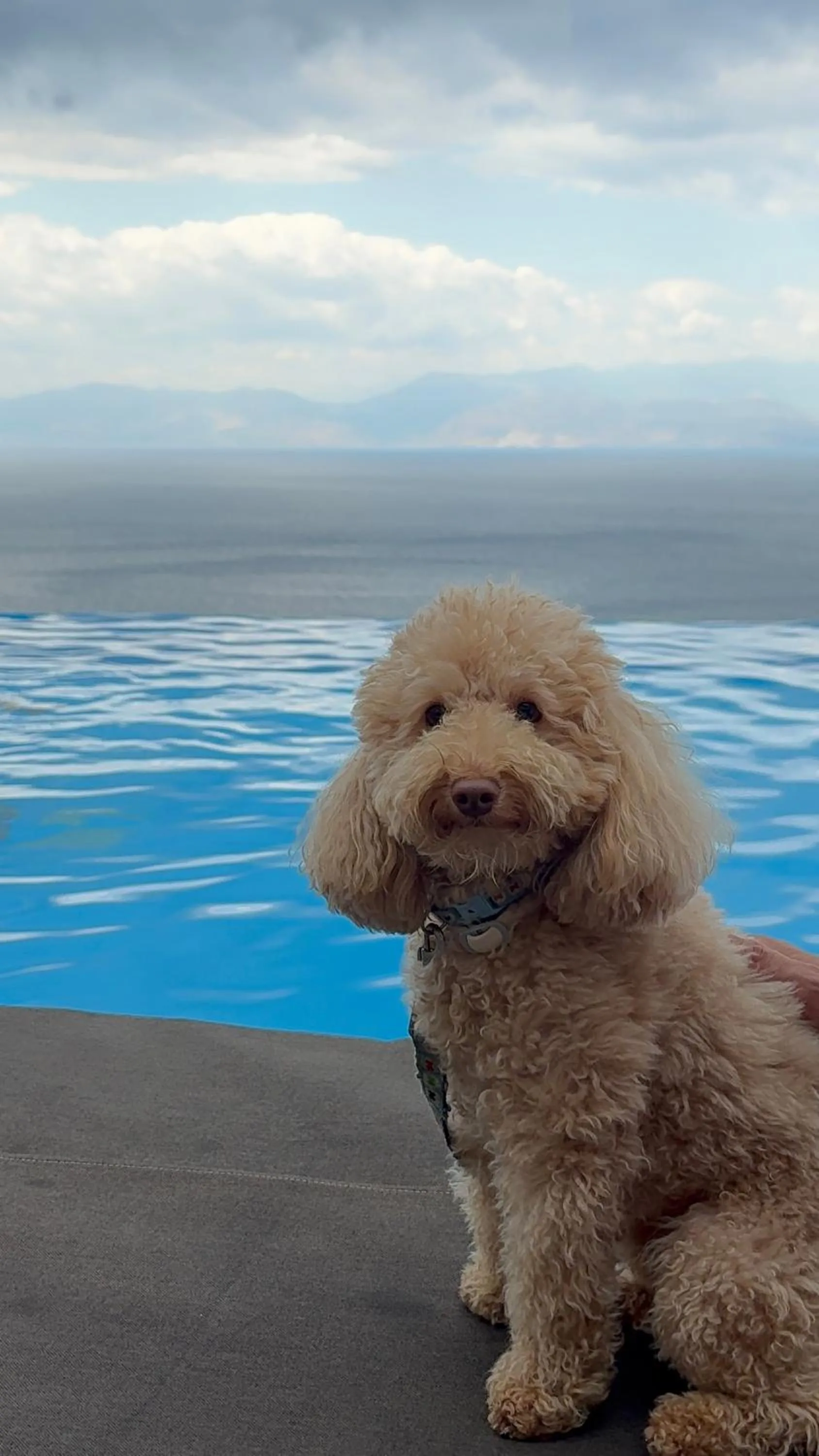 pet friendly in ​Le Grand Bleu Resort