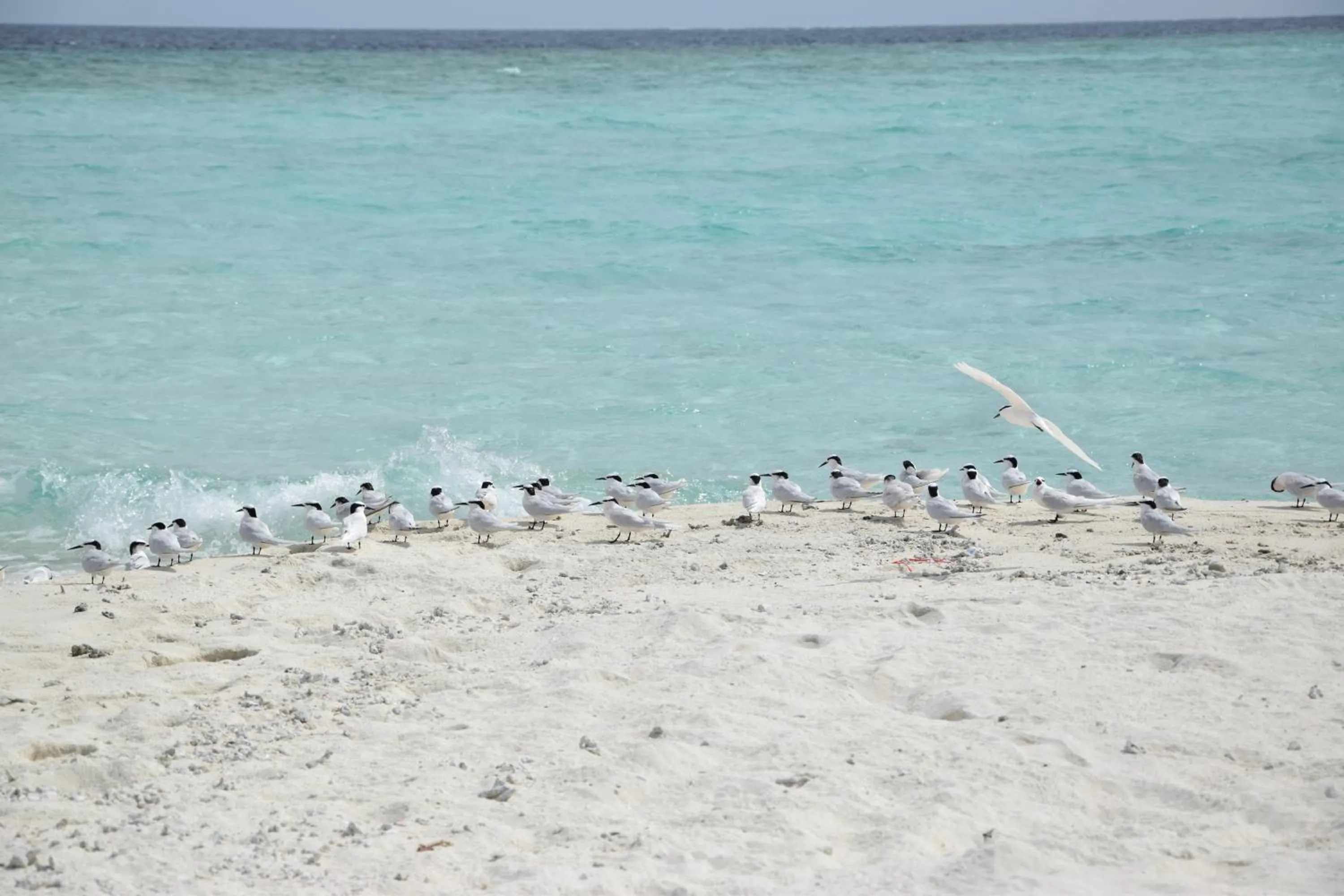 Animals in Bibee Maldives