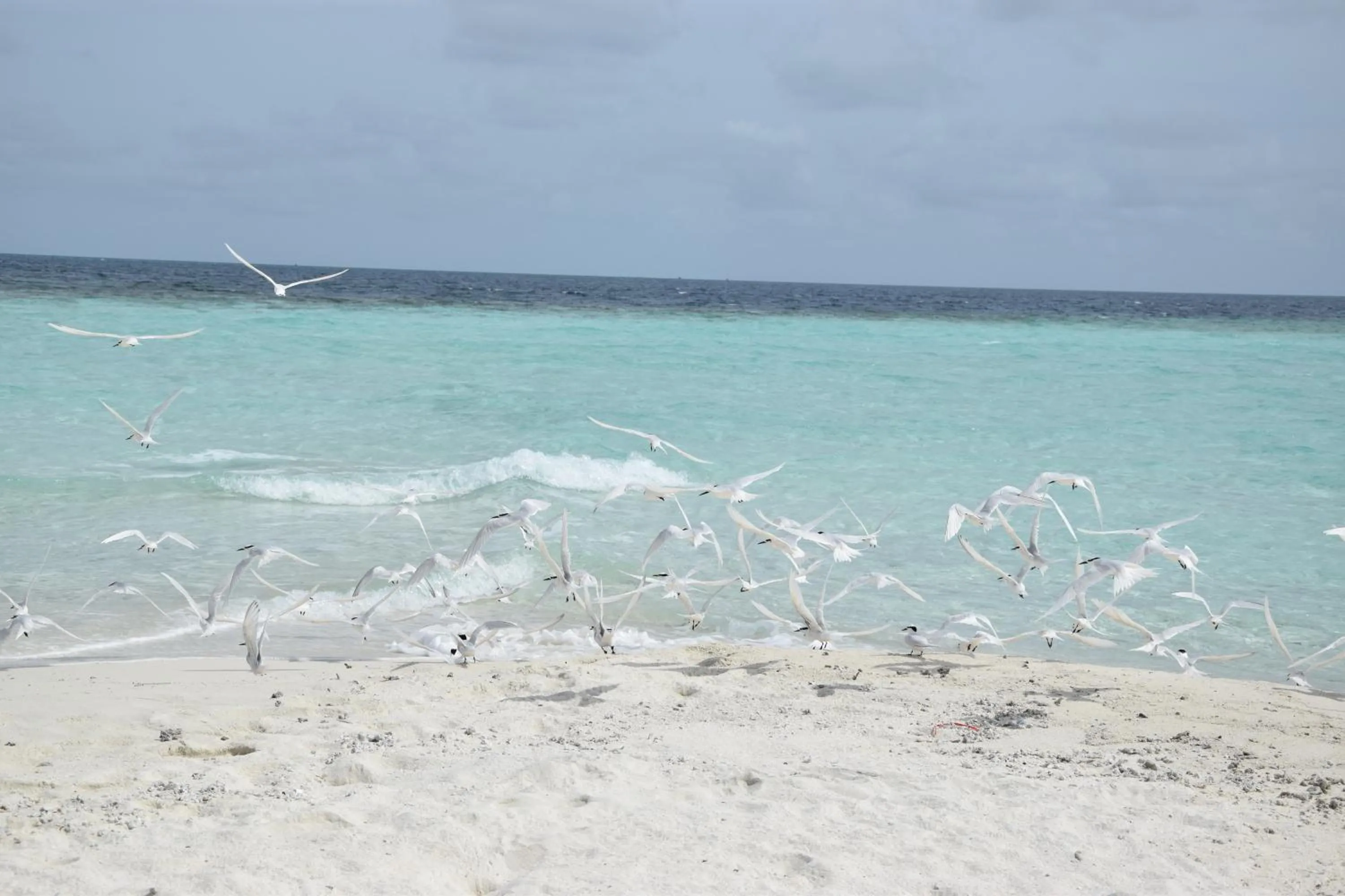 Animals in Bibee Maldives