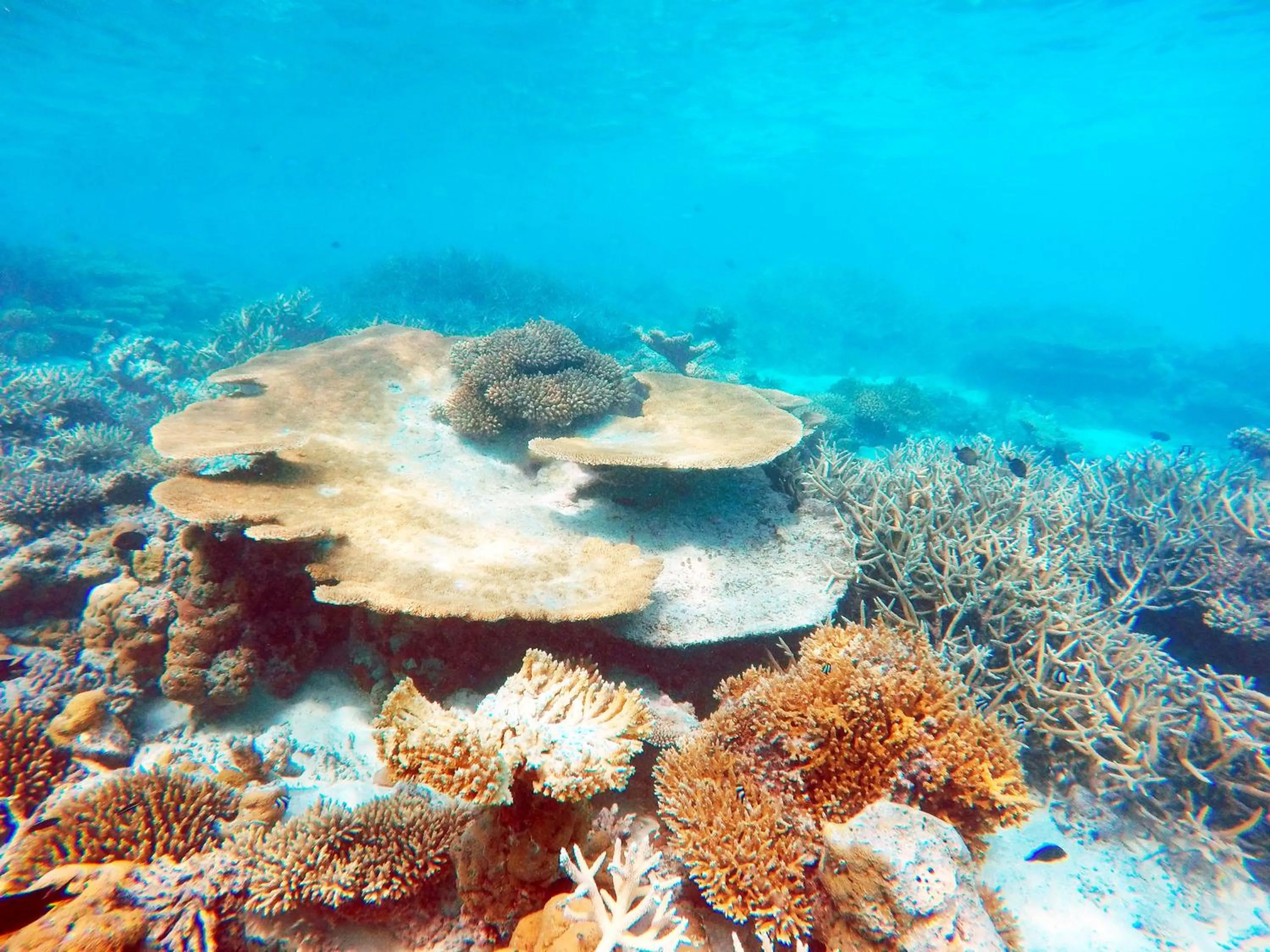 Snorkeling in Bibee Maldives