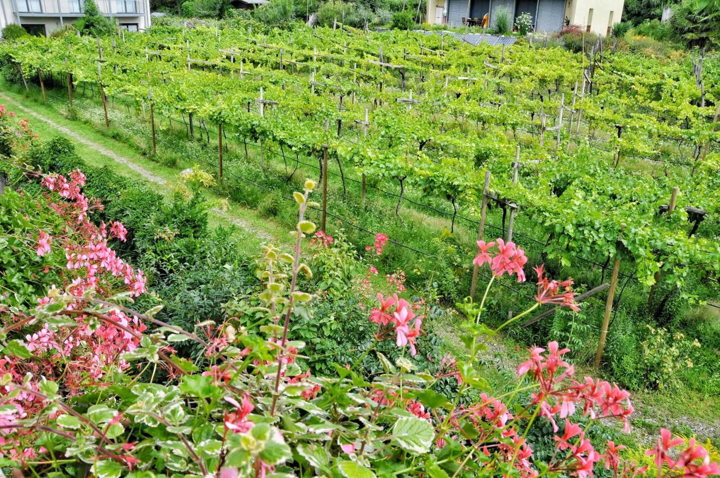 Garden view in Hotel Zima
