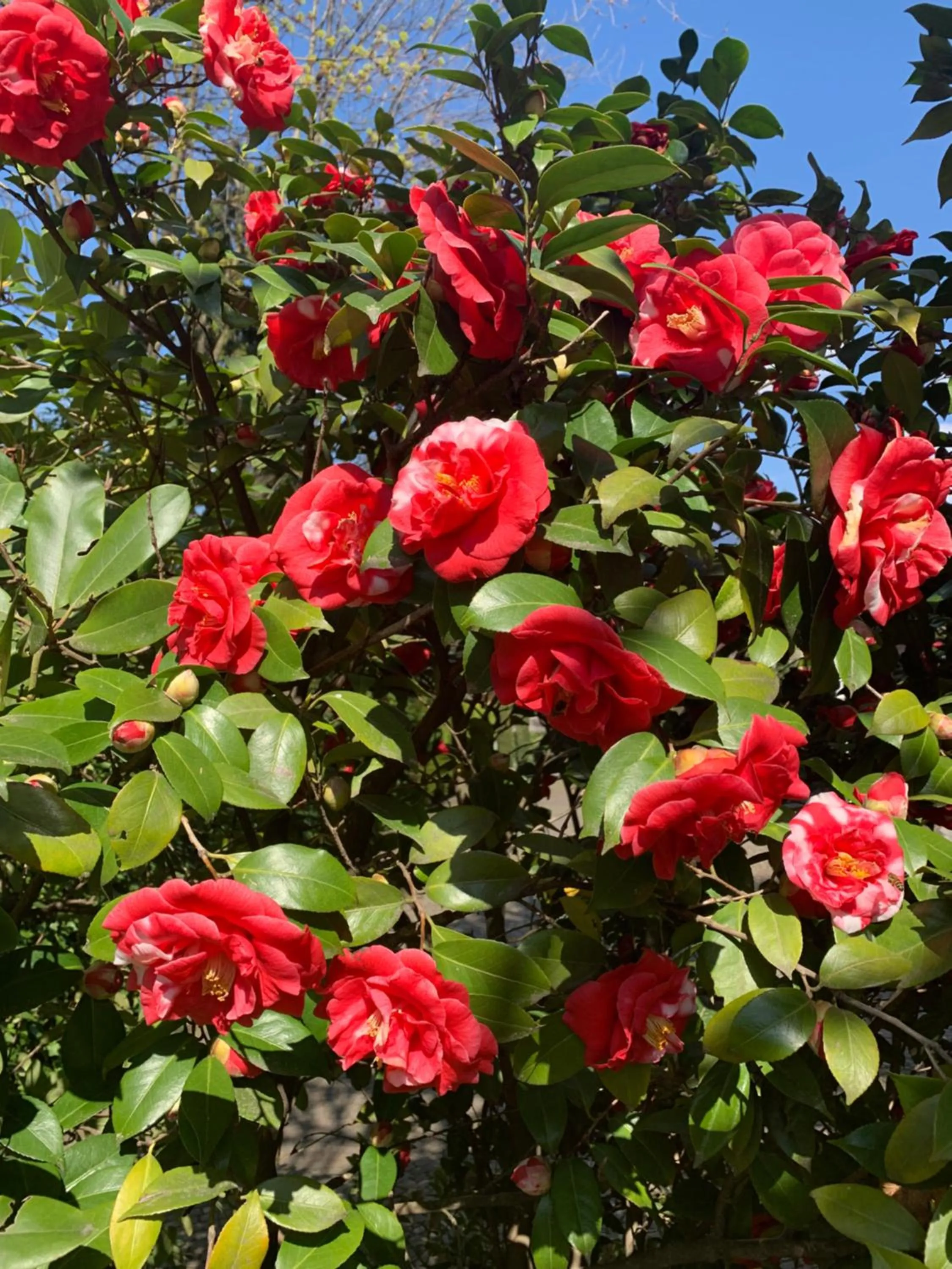 Garden in Hotel Zima