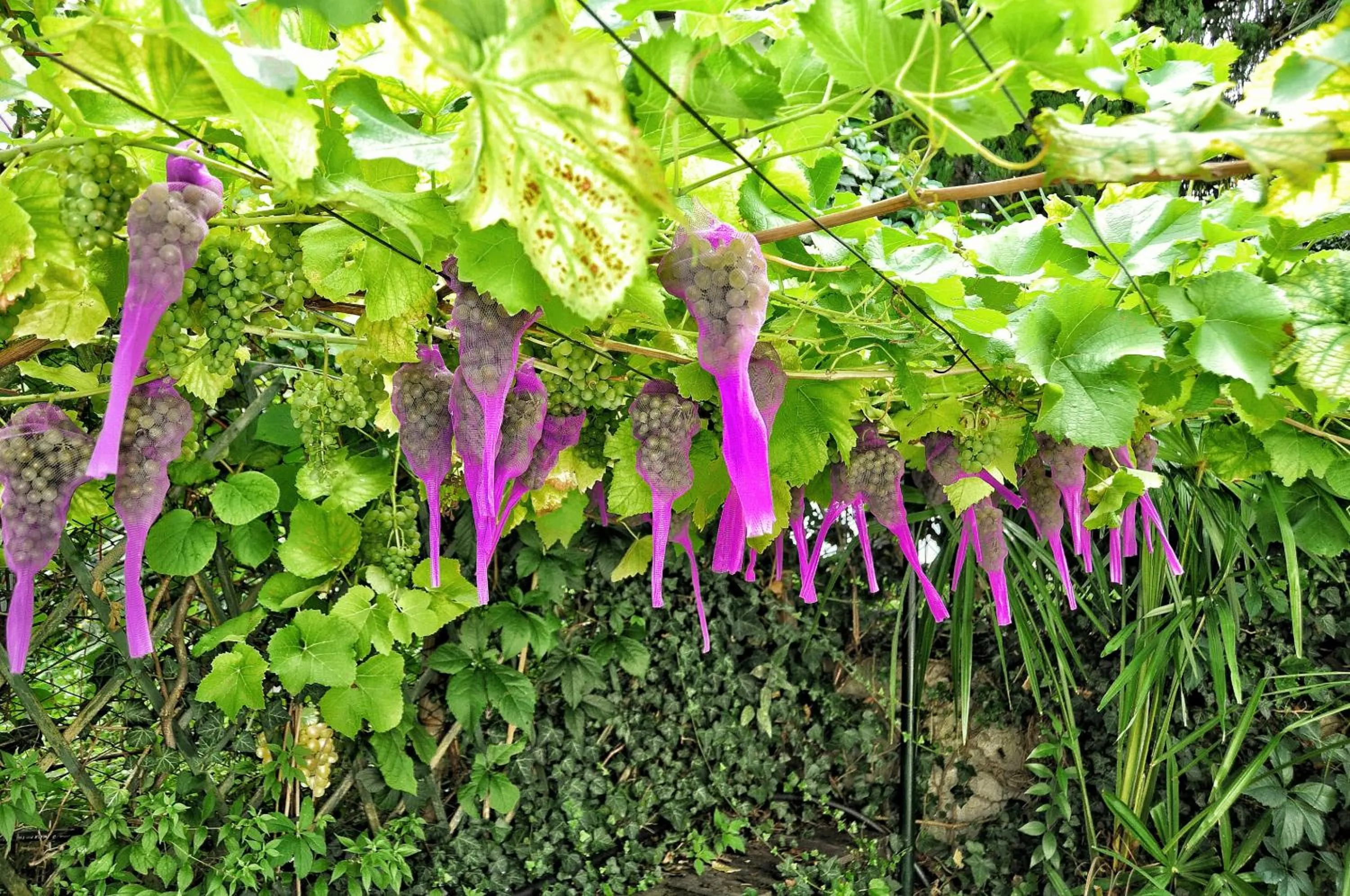 Garden in Hotel Zima