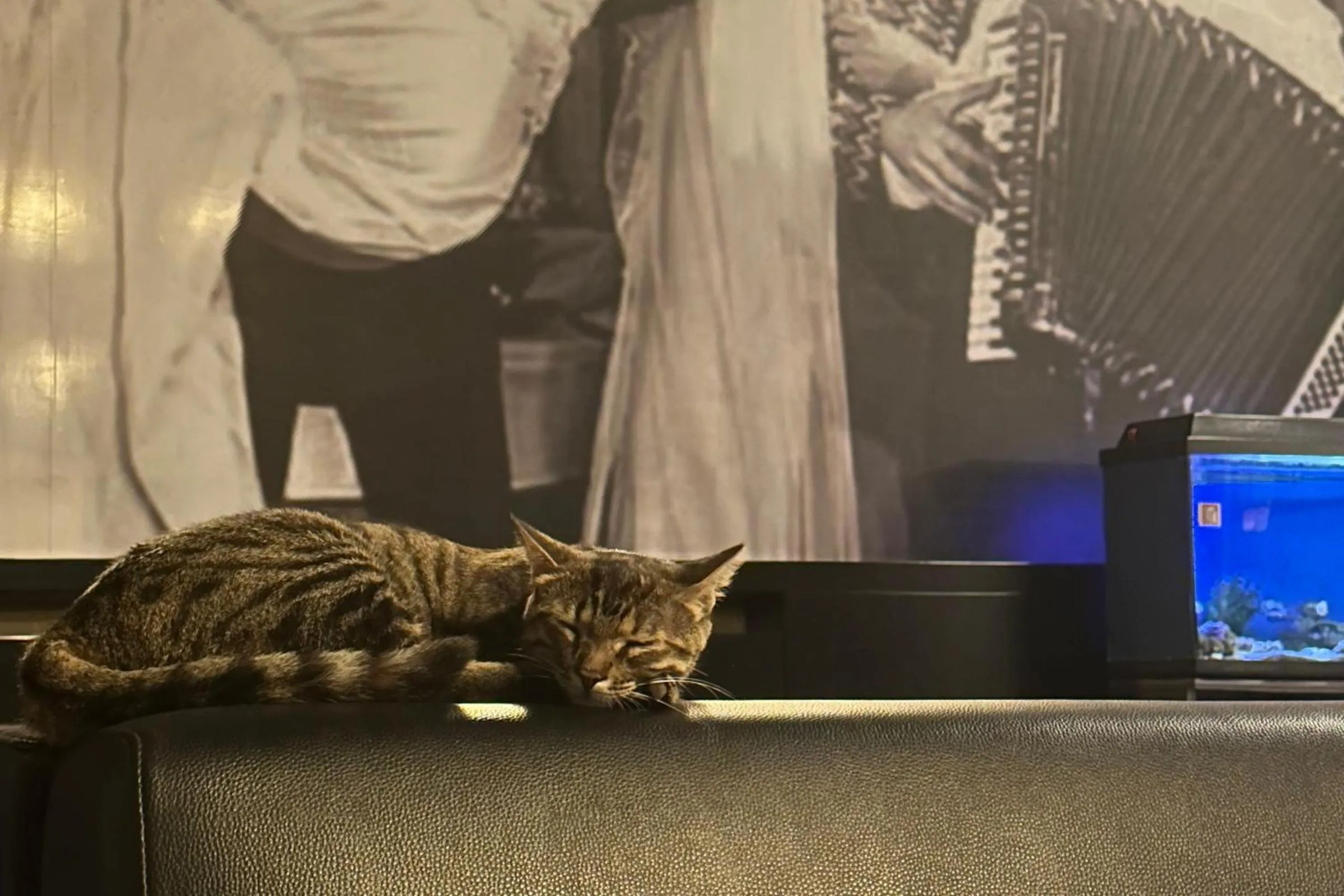 Animals in Maltepe 2000 Hotel