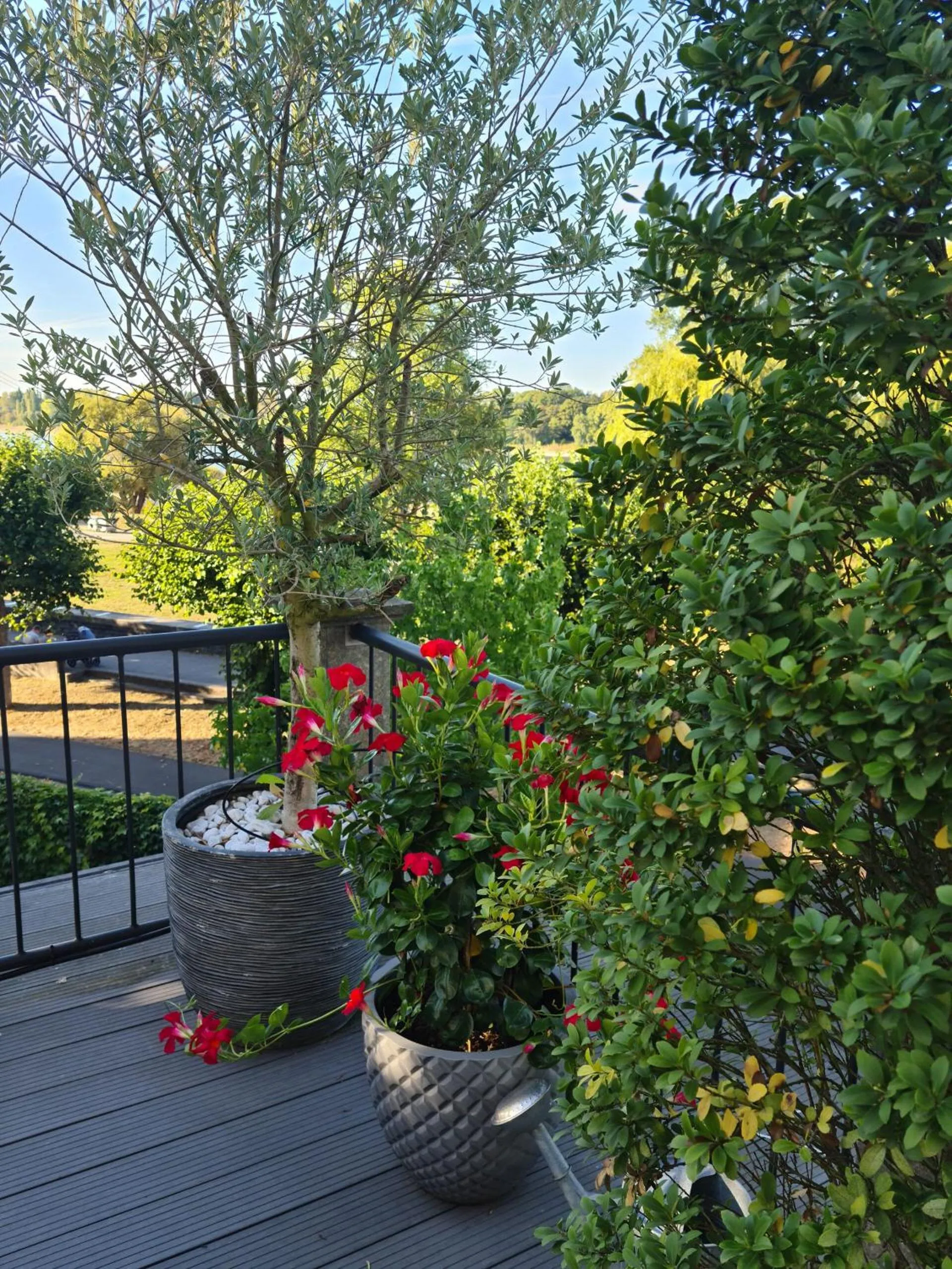 Balcony/Terrace in Villahotel Rheinblick